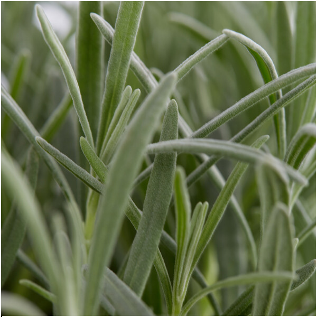 1x 6 pack Lavendel angustifolia en pot Ø7cm  Hauteur 15cm. Plante verte type 1x 6 pack Lavendel angustifolia, livrée en pot, idéale pour intérieur lumineux. – Image 2