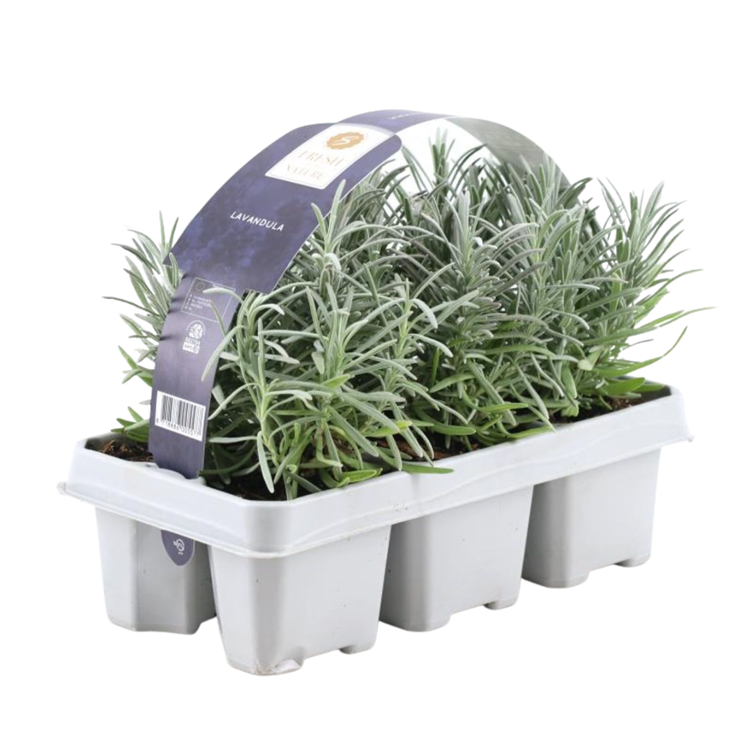 1x 6 pack Lavendel angustifolia en pot Ø7cm  Hauteur 15cm. Plante verte type 1x 6 pack Lavendel angustifolia, livrée en pot, idéale pour intérieur lumineux. – Image 3