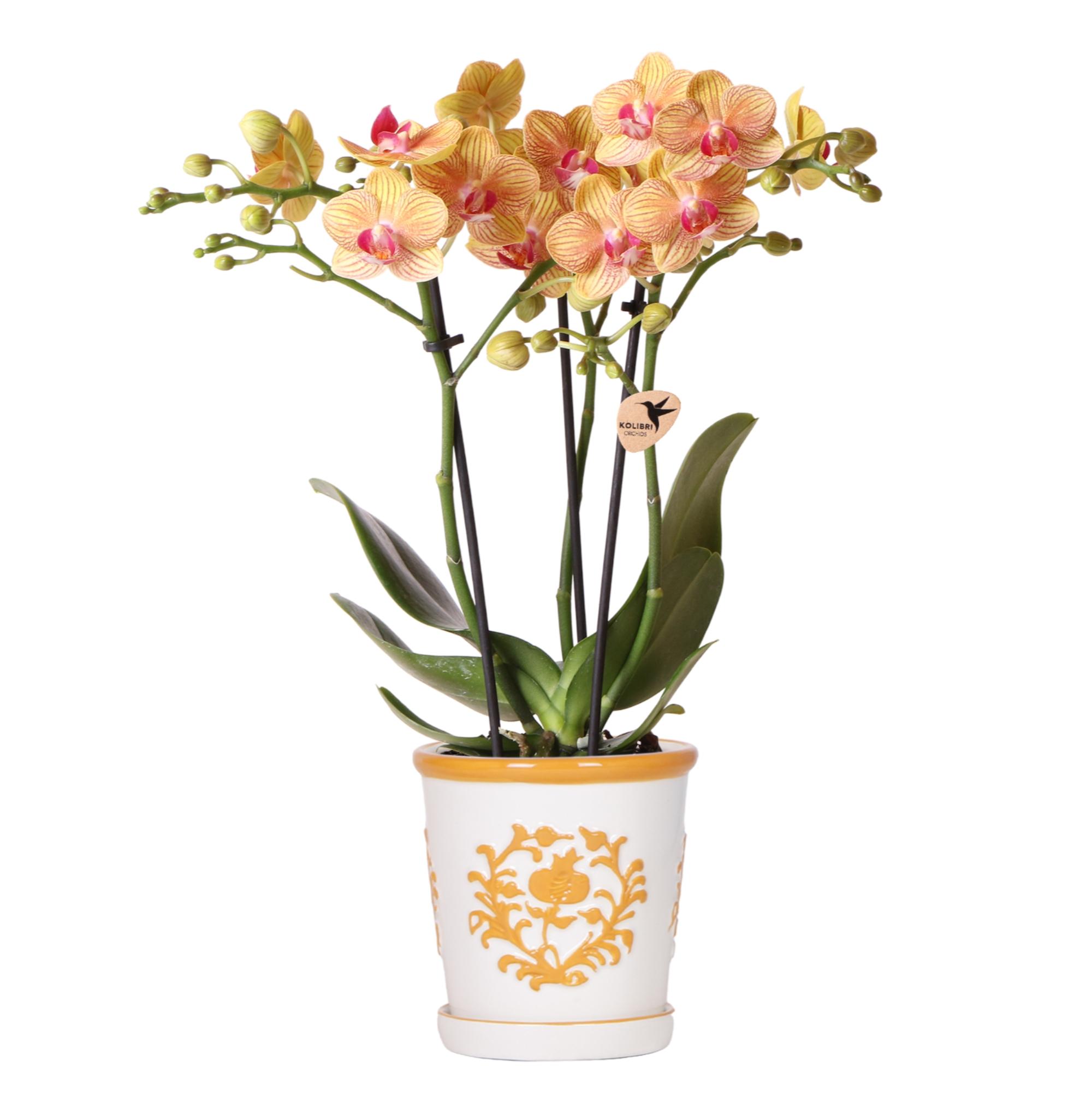 Kolibri Orchids | oranje orchidee Jamaica + Malaga sierpot oranje en pot Ø9cm. Plante verte type Kolibri Orchids | oranje orchidee Jamaica + Malaga sierpot oranje, livrée en pot, idéale pour intérieur lumineux.