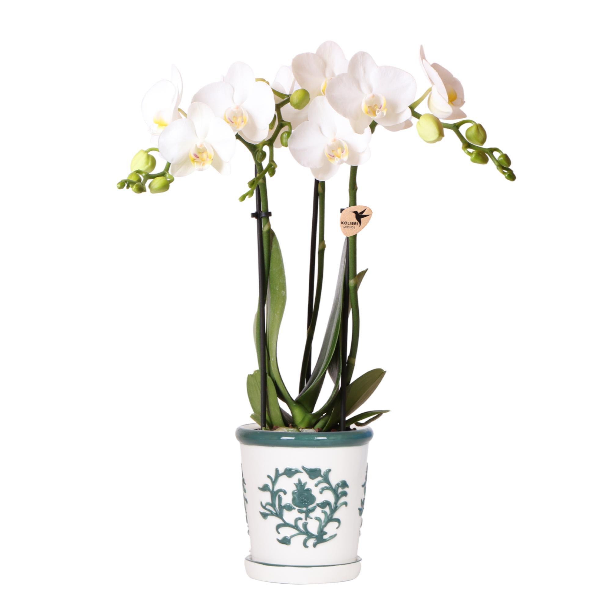 Kolibri Orchids | witte orchidee Amabilis + Malaga sierpot groen en pot Ø9cm. Plante verte type Kolibri Orchids | witte orchidee Amabilis + Malaga sierpot groen, livrée en pot, idéale pour intérieur lumineux.