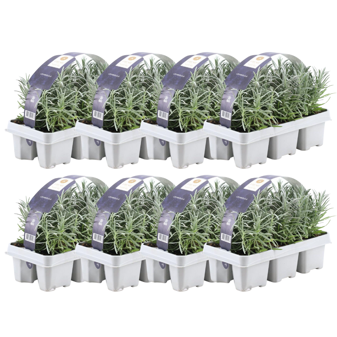 8 x 6 pack Lavendel angustifolia en pot Ø7cm  Hauteur 15cm. Plante verte type 8 x 6 pack Lavendel angustifolia, livrée en pot, idéale pour intérieur lumineux. – Image 4
