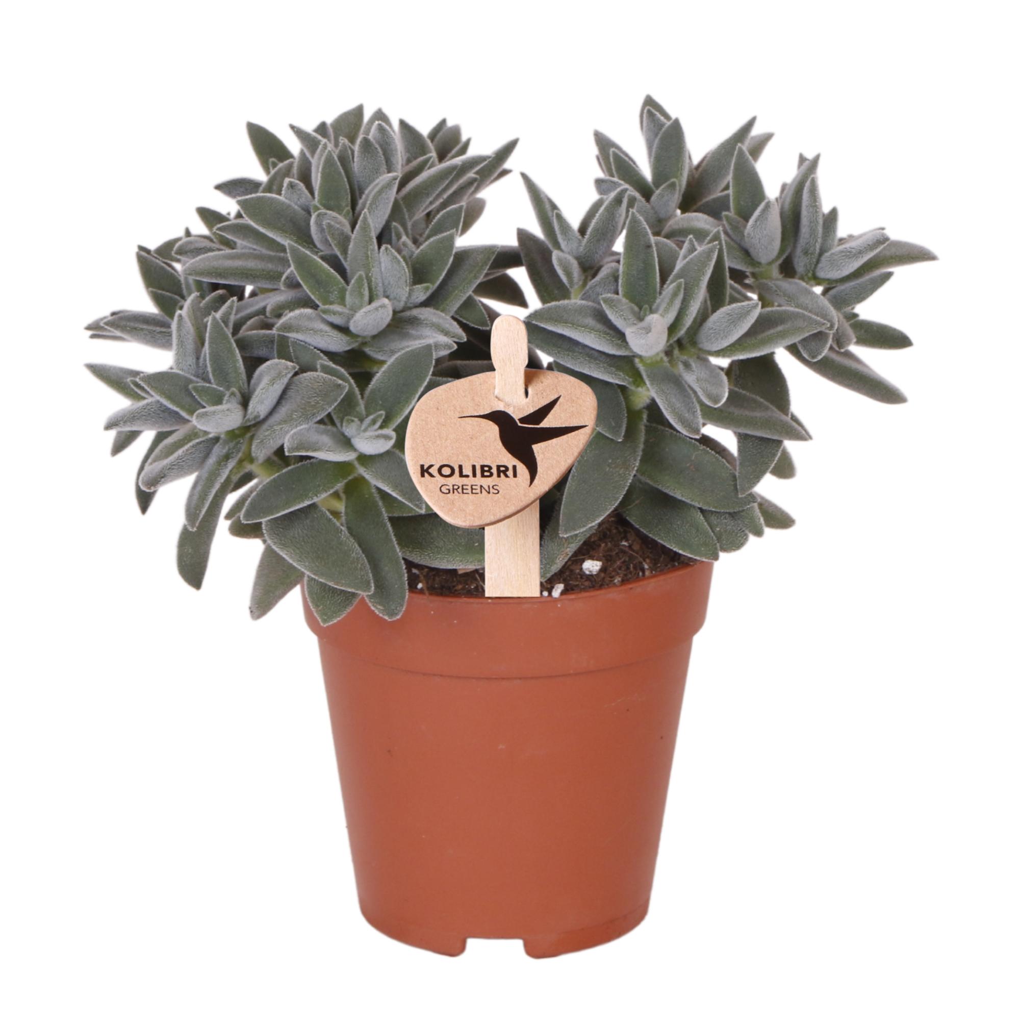 Kolibri Greens | Groene plant en pot Ø9cm. Plante verte type Kolibri Greens | Groene plant, livrée en pot, idéale pour intérieur lumineux.