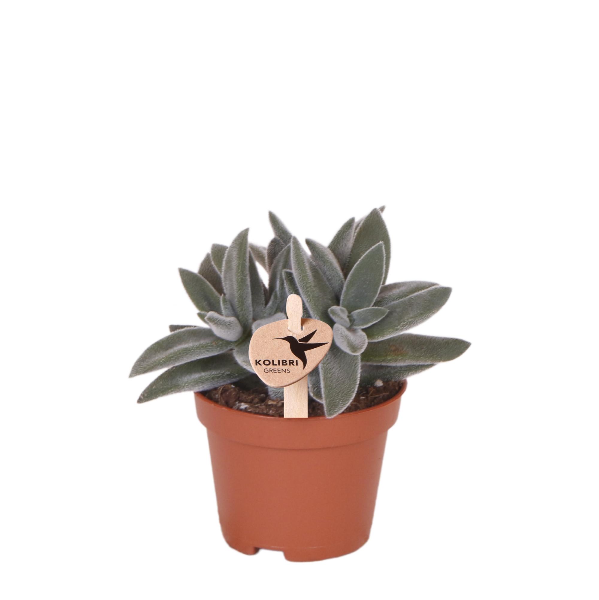 Kolibri Greens | Groene plant en pot Ø6cm. Plante verte type Kolibri Greens | Groene plant, livrée en pot, idéale pour intérieur lumineux.