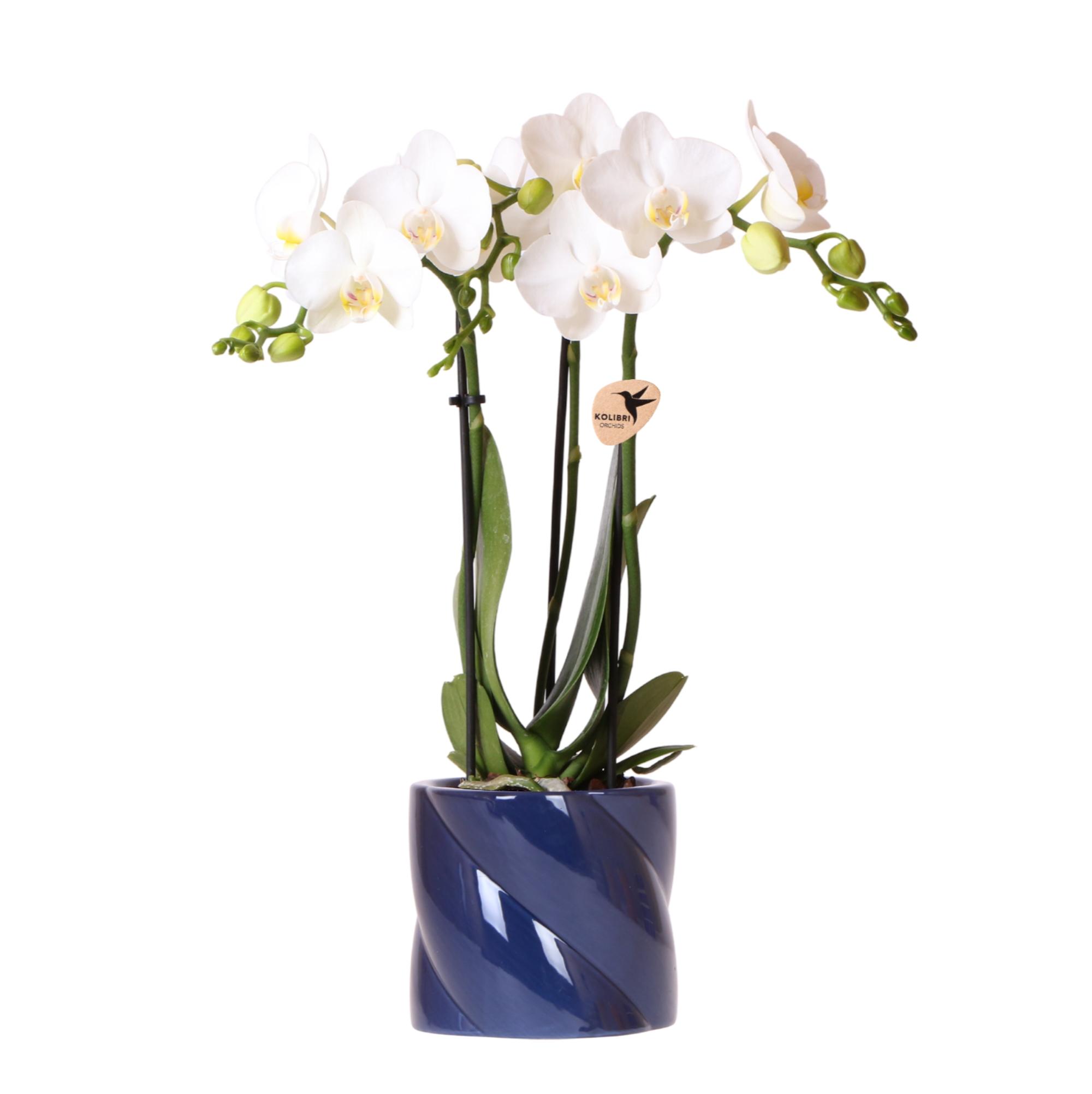 Kolibri Orchids | witte orchidee Amabilis + Candy sierpot blauw en pot Ø9cm. Plante verte type Kolibri Orchids | witte orchidee Amabilis + Candy sierpot blauw, livrée en pot, idéale pour intérieur lumineux.