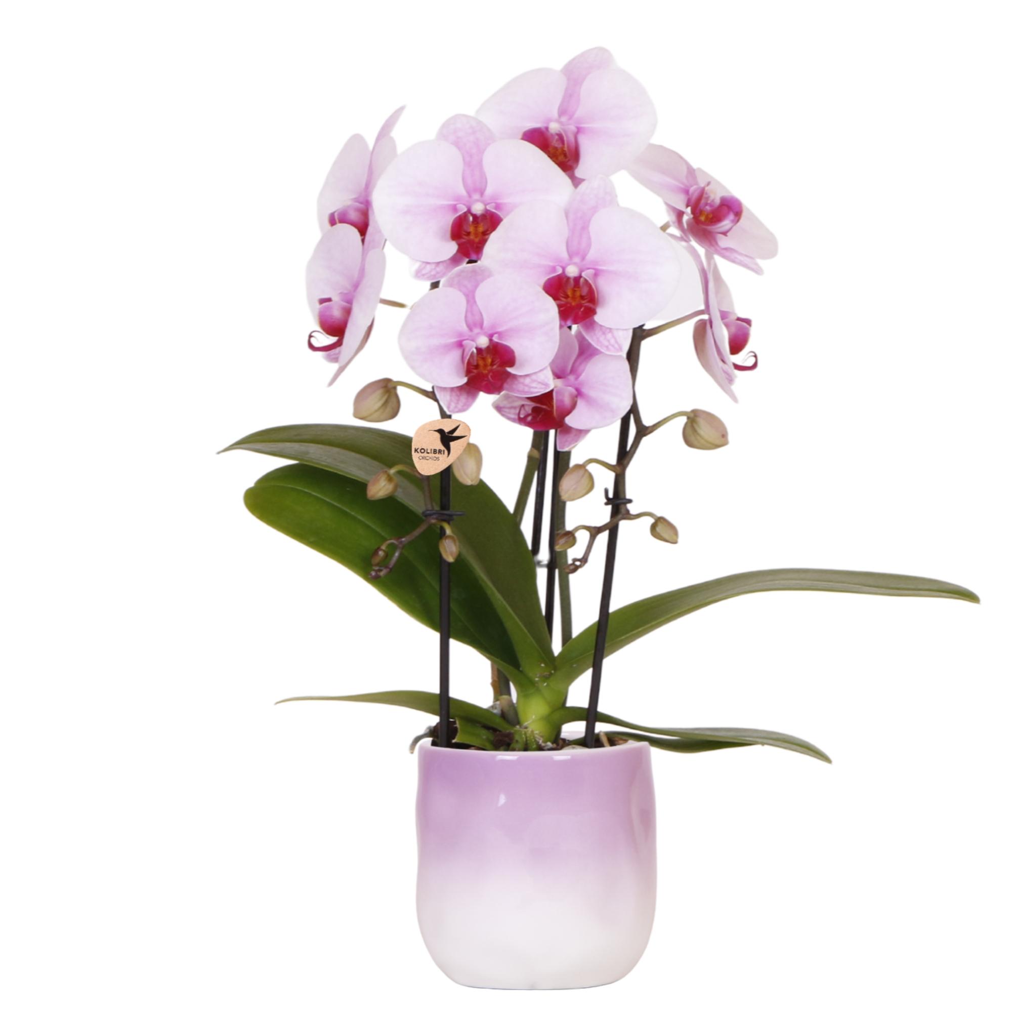 Kolibri Orchids | Roze orchidee Niagara Falls + Gradience sierpot roze en pot Ø9cm. Plante verte type Kolibri Orchids | Roze orchidee Niagara Falls + Gradience sierpot roze, livrée en pot, idéale pour intérieur lumineux.