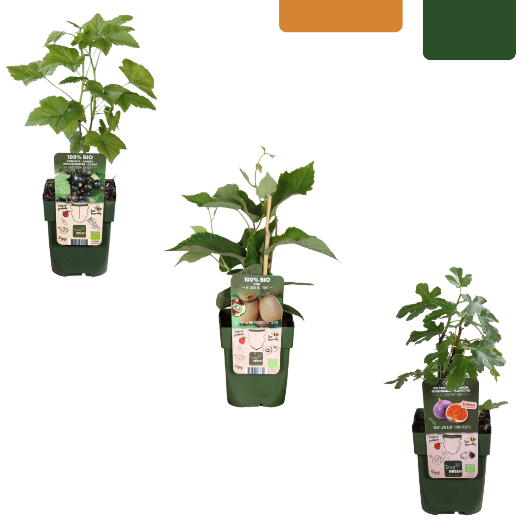 "Zoete oogst trio" BIO Fruitplanten mix set van 3 verschillende soorten en pot. Plante verte type "Zoete oogst trio" BIO Fruitplanten mix set van 3 verschillende soorten, livrée en pot, idéale pour intérieur lumineux.