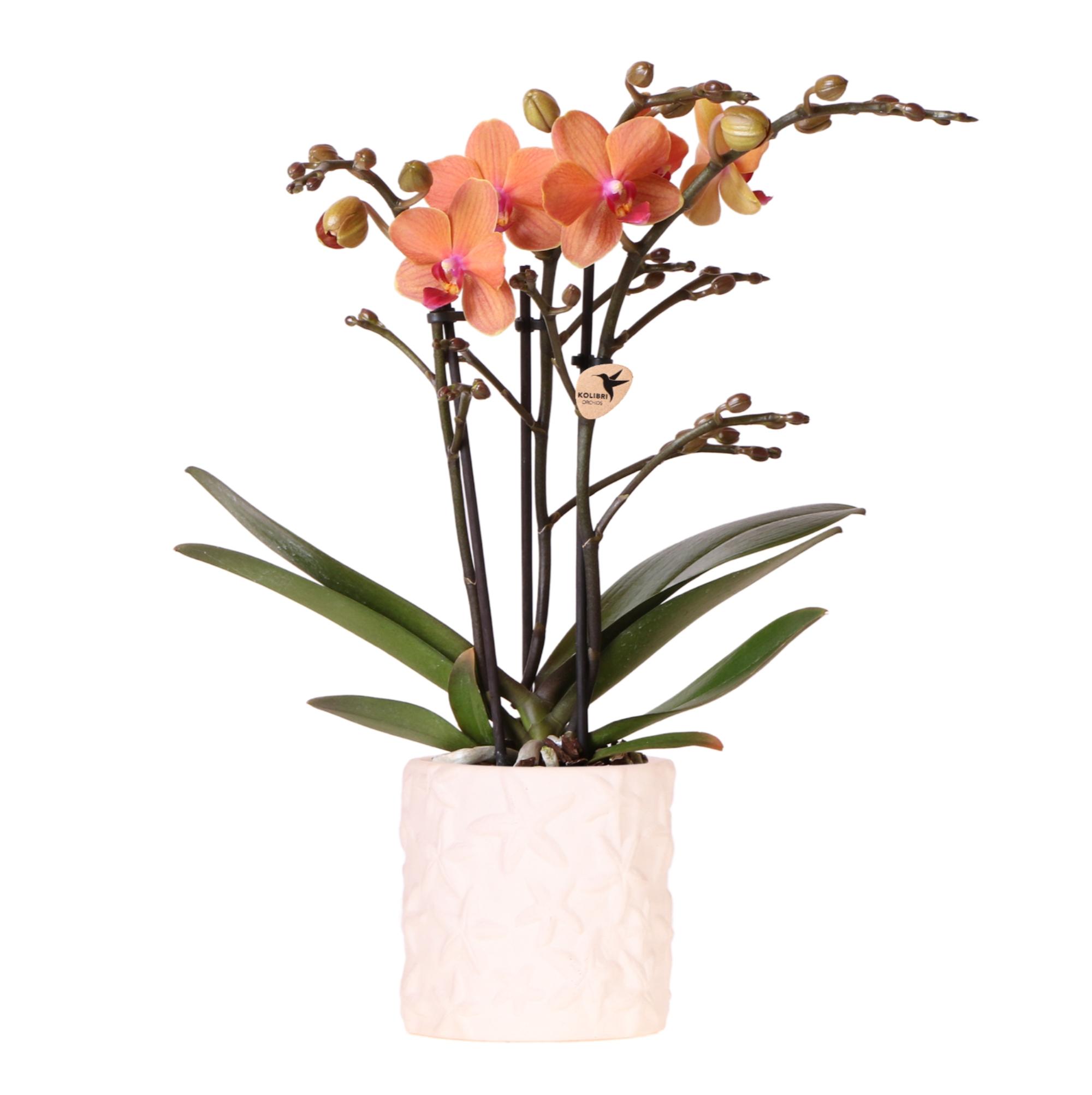 Kolibri Orchids | Oranje orchidee Bolzano + Star Fish sierpot en pot Ø9cm. Plante verte type Kolibri Orchids | Oranje orchidee Bolzano + Star Fish sierpot, livrée en pot, idéale pour intérieur lumineux.