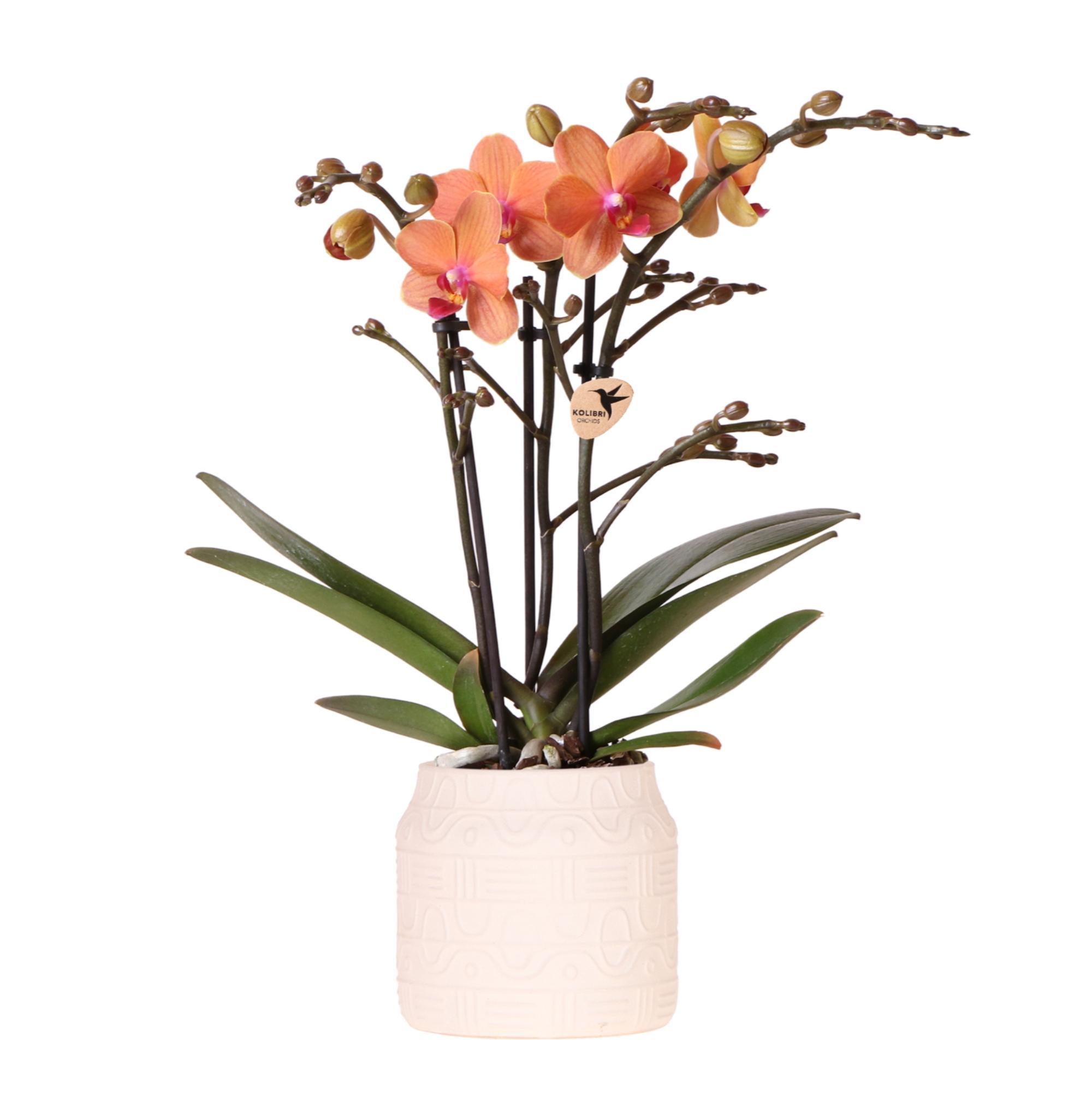 Kolibri Orchids | Oranje orchidee Bolzano + Hieroglyph sierpot off white en pot Ø9cm. Plante verte type Kolibri Orchids | Oranje orchidee Bolzano + Hieroglyph sierpot off white, livrée en pot, idéale pour intérieur lumineux.