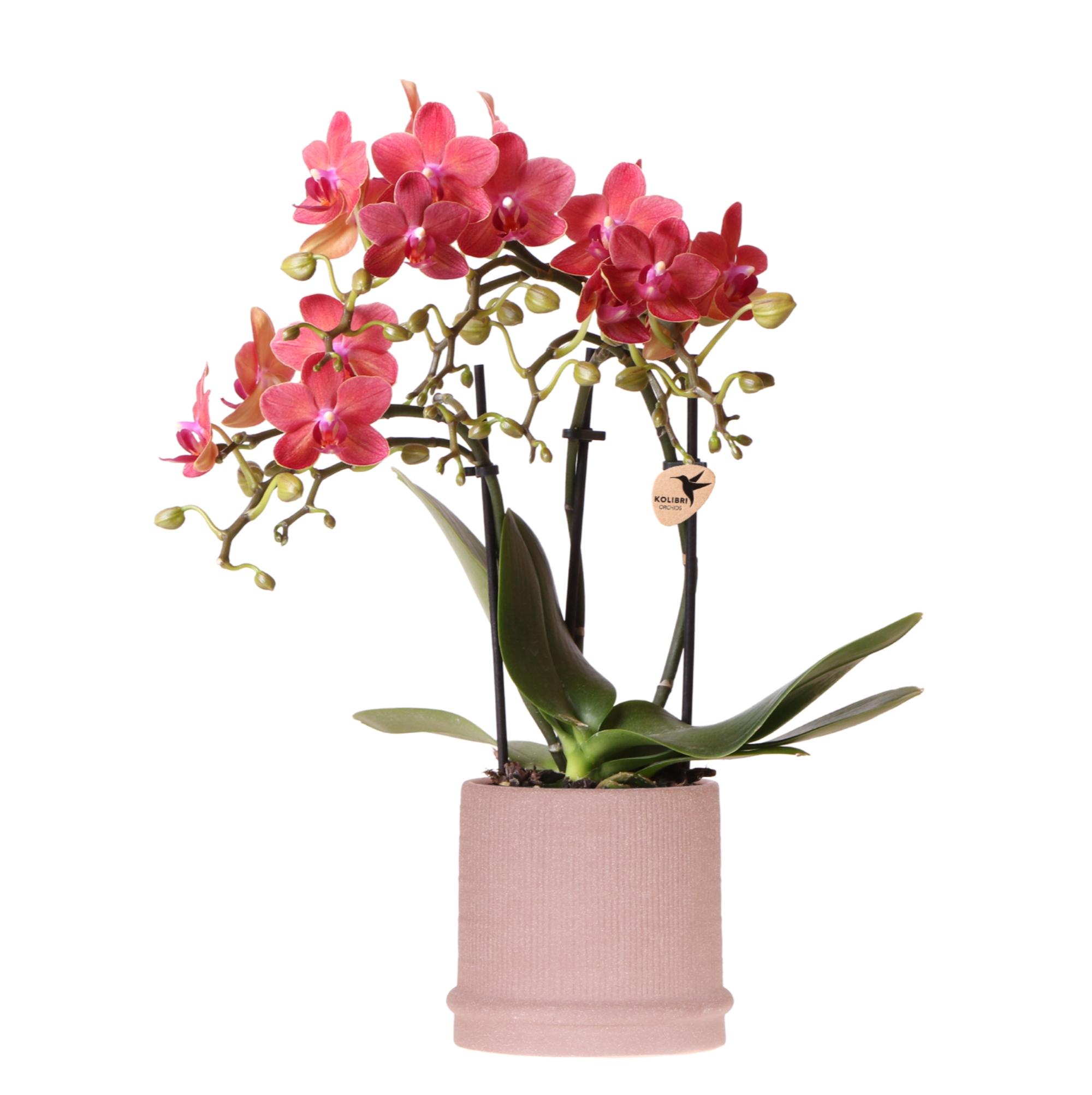 Kolibri Orchids | Rode orchidee Congo + Bali sierpot sand en pot Ø9cm. Plante verte type Kolibri Orchids | Rode orchidee Congo + Bali sierpot sand, livrée en pot, idéale pour intérieur lumineux.