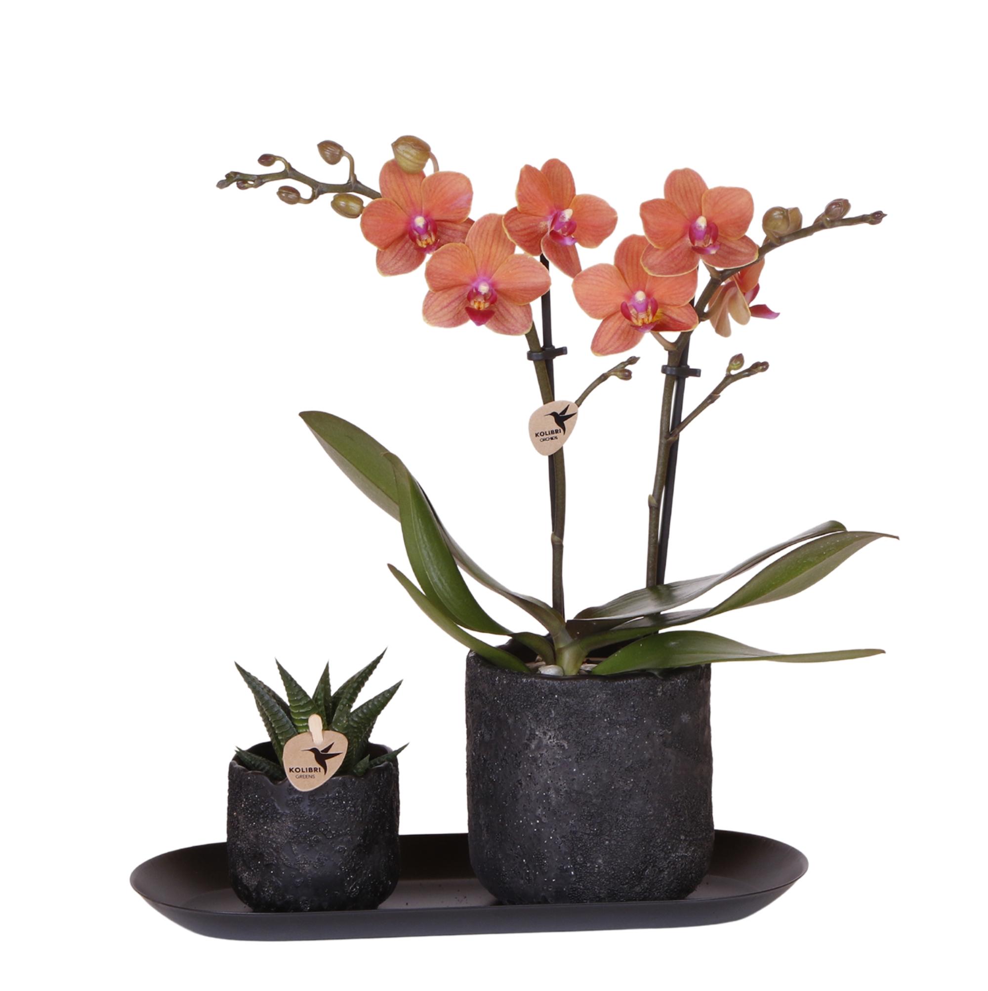 Kolibri Company | Plantenset Home Hub small | Oranje Phalaenopsis Orchidee Bolzano en Succulent incl. keramieken sierpotten op zwart dienblad en pot. Plante verte type Kolibri Company | Plantenset Home Hub small | Oranje Phalaenopsis Orchidee Bolzano en Succulent incl. keramieken sierpotten op zwart dienblad, livrée en pot, idéale pour intérieur lumineux.