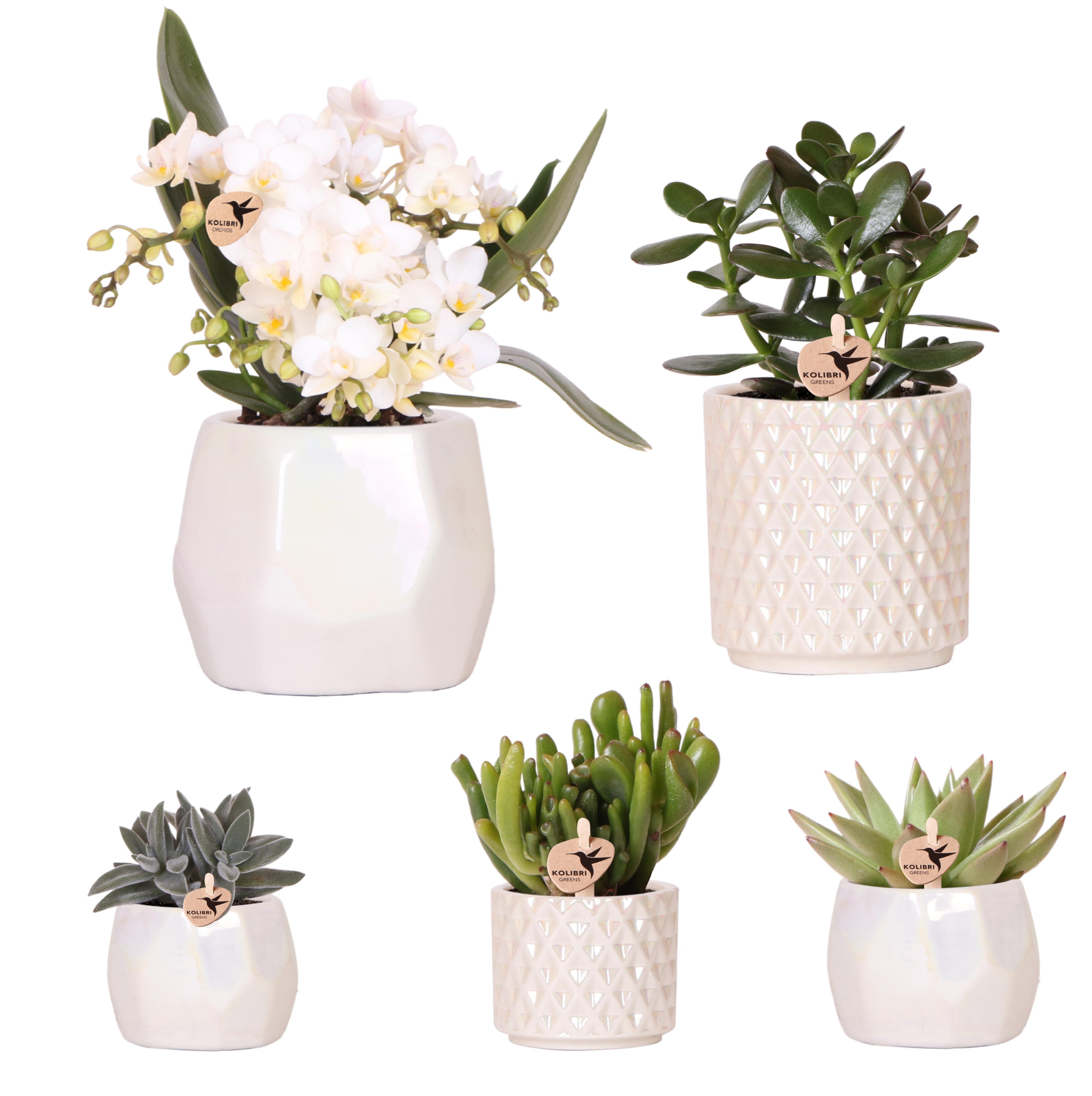 Kolibri Company | Set planten + sierpotten voor tafelaankleding diner en pot Ø9cm. Plante verte type Kolibri Company | Set planten + sierpotten voor tafelaankleding diner, livrée en pot, idéale pour intérieur lumineux.
