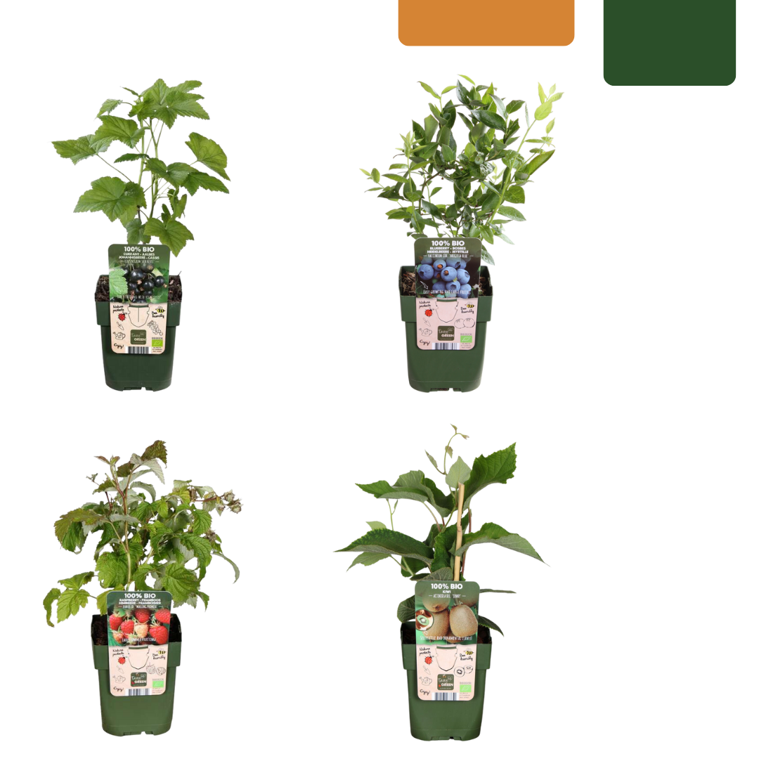 "Zomervruchten" BIO Fruitplanten mix set van 4 verschillende soorten en pot. Plante verte type "Zomervruchten" BIO Fruitplanten mix set van 4 verschillende soorten, livrée en pot, idéale pour intérieur lumineux.
