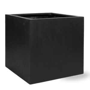 Block Black en pot  Hauteur 50cm. Plante verte type Block Black, livrée en pot, idéale pour intérieur lumineux.