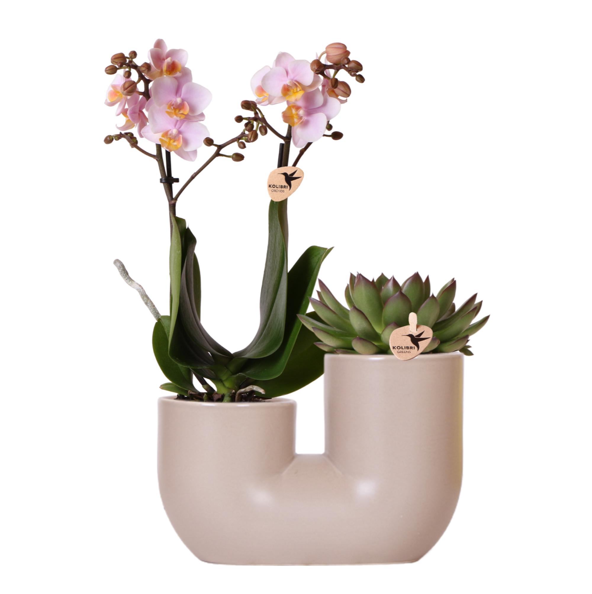 Kolibri Orchids | Set van roze orchidee Andorra en Succulent in Tube sierpot Sand en pot Ø9cm. Plante verte type Kolibri Orchids | Set van roze orchidee Andorra en Succulent in Tube sierpot Sand, livrée en pot, idéale pour intérieur lumineux.
