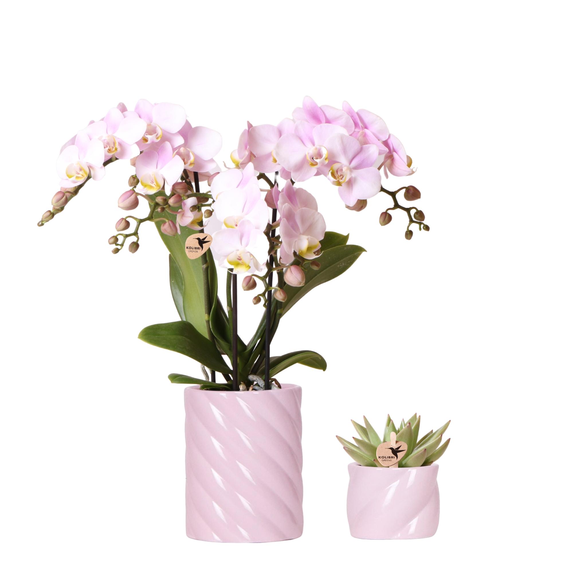 Kolibri Company | Plantenset Valentijn 'Candy' | Roze Phalaenopsis Orchidee Portugal en Succulent incl. keramieken sierpotten en pot. Plante verte type Kolibri Company | Plantenset Valentijn 'Candy' | Roze Phalaenopsis Orchidee Portugal en Succulent incl. keramieken sierpotten, livrée en pot, idéale pour intérieur lumineux.