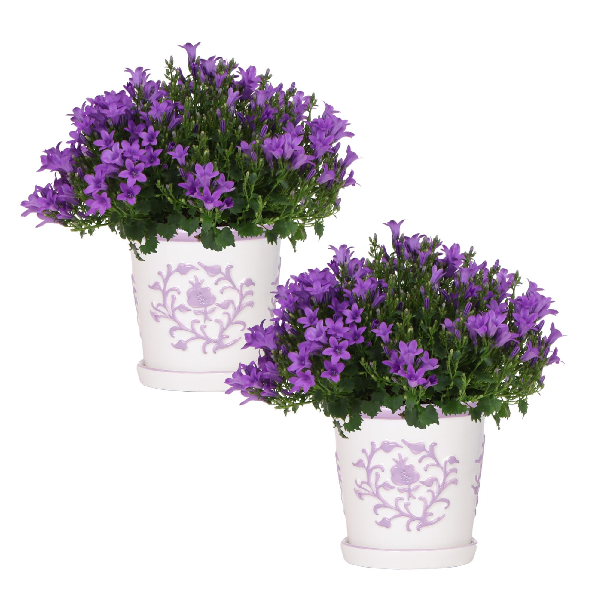 2x Campanula Addenda Ambella Intense purple in Malaga sierpotten en pot. Plante verte type 2x Campanula Addenda Ambella Intense purple in Malaga sierpotten, livrée en pot, idéale pour intérieur lumineux.