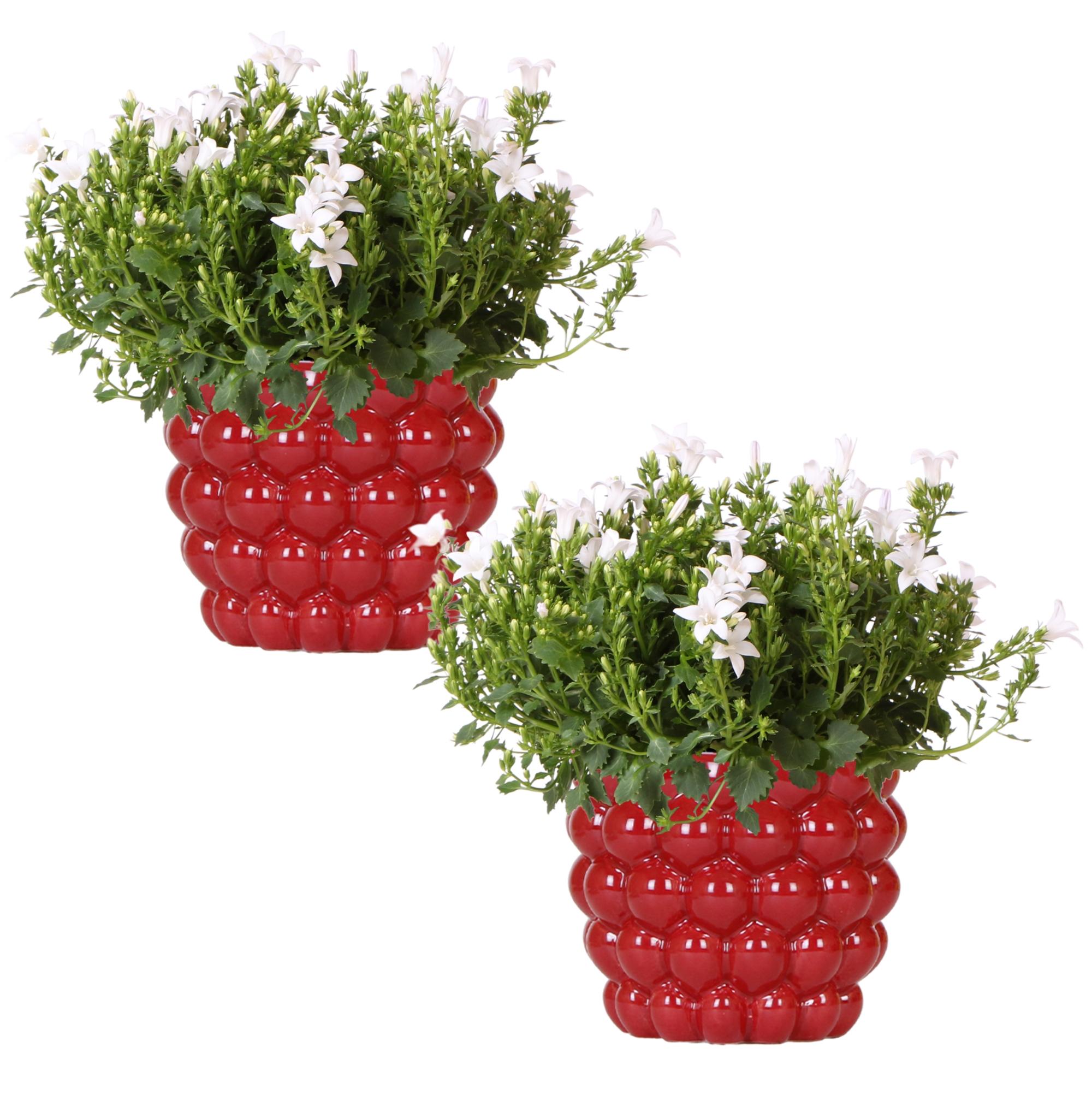 2x Campanula Addenda Ambella White in Berry sierpotten en pot. Plante verte type 2x Campanula Addenda Ambella White in Berry sierpotten, livrée en pot, idéale pour intérieur lumineux.