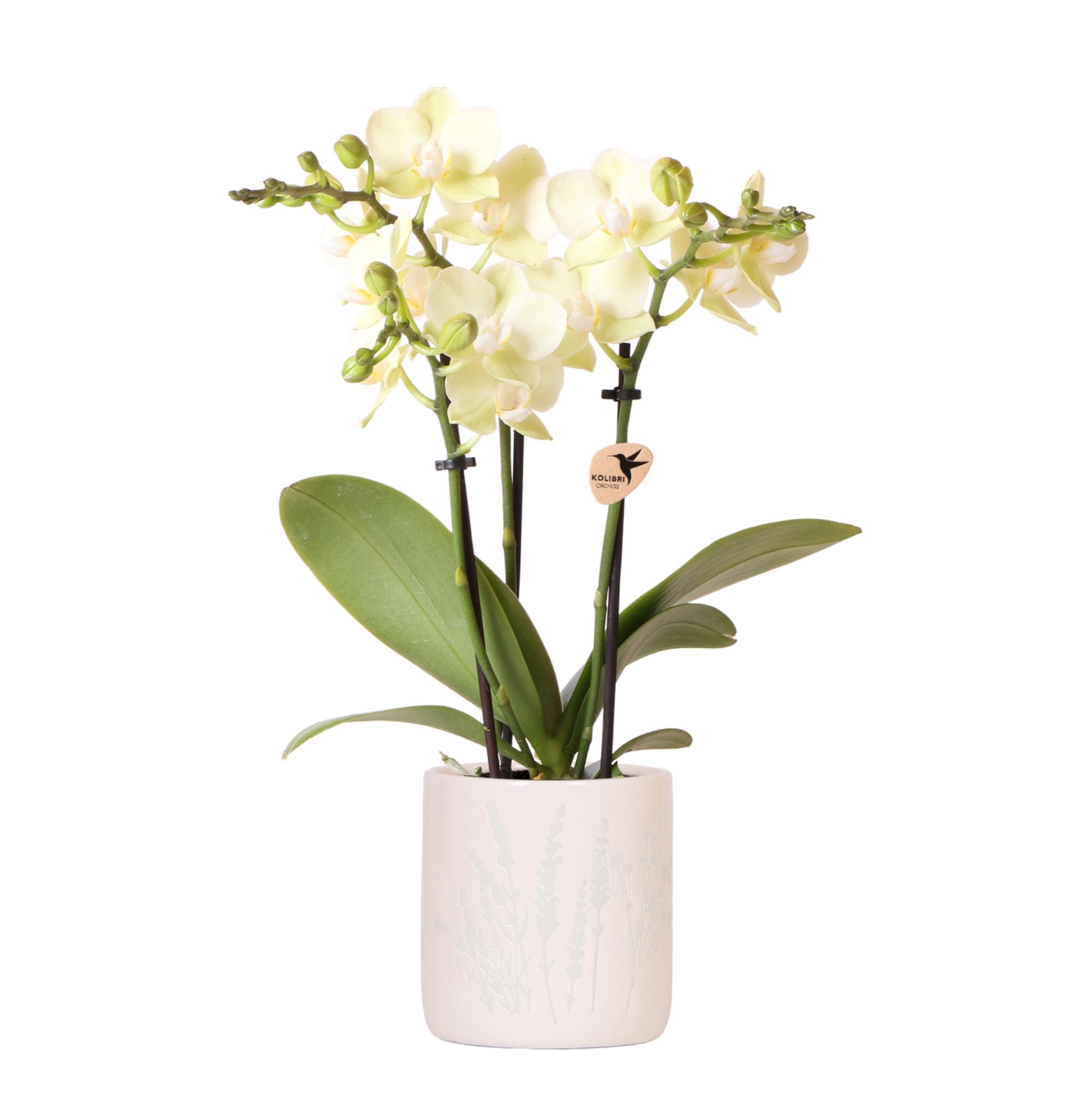 Kolibri Orchids | Gele orchidee Mexico + Floral sierpot lichtblauw en pot Ø9cm. Plante verte type Kolibri Orchids | Gele orchidee Mexico + Floral sierpot lichtblauw, livrée en pot, idéale pour intérieur lumineux.