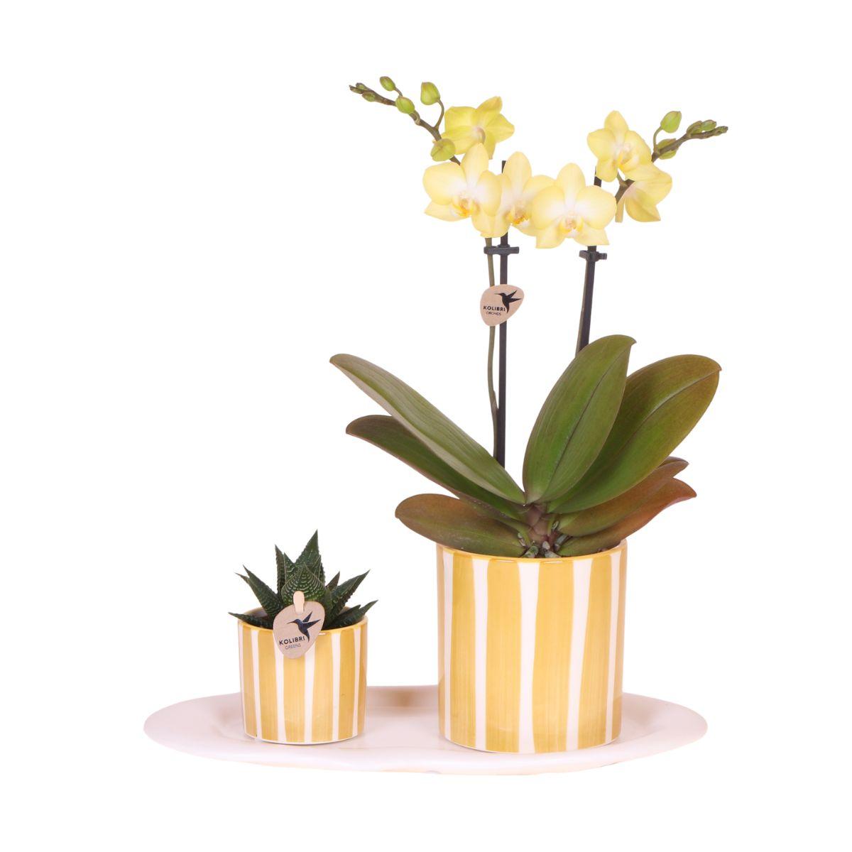 Kolibri Orchids | Gift set Pasen small | Groene plant met gele Phalaenopsis orchidee in Painted Stripe sierpotten op wit organisch dienblad en pot. Plante verte type Kolibri Orchids | Gift set Pasen small | Groene plant met gele Phalaenopsis orchidee in Painted Stripe sierpotten op wit organisch dienblad, livrée en pot, idéale pour intérieur lumineux.