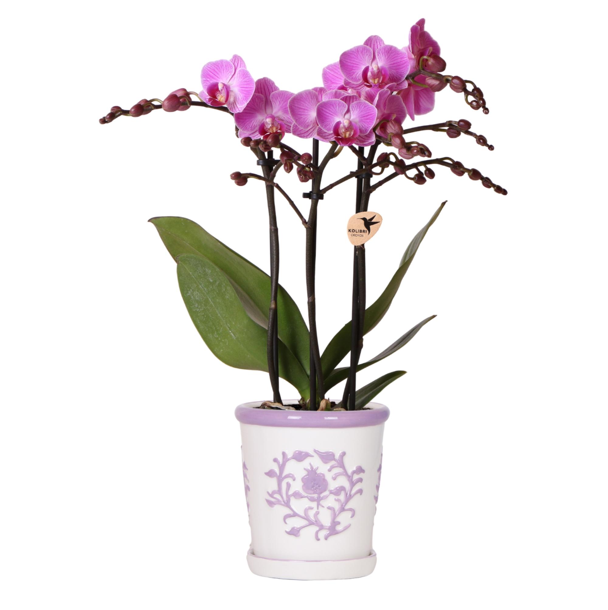 Kolibri Orchids | Paarse orchidee Vienna + Malaga sierpot Lila en pot Ø9cm. Plante verte type Kolibri Orchids | Paarse orchidee Vienna + Malaga sierpot Lila, livrée en pot, idéale pour intérieur lumineux.