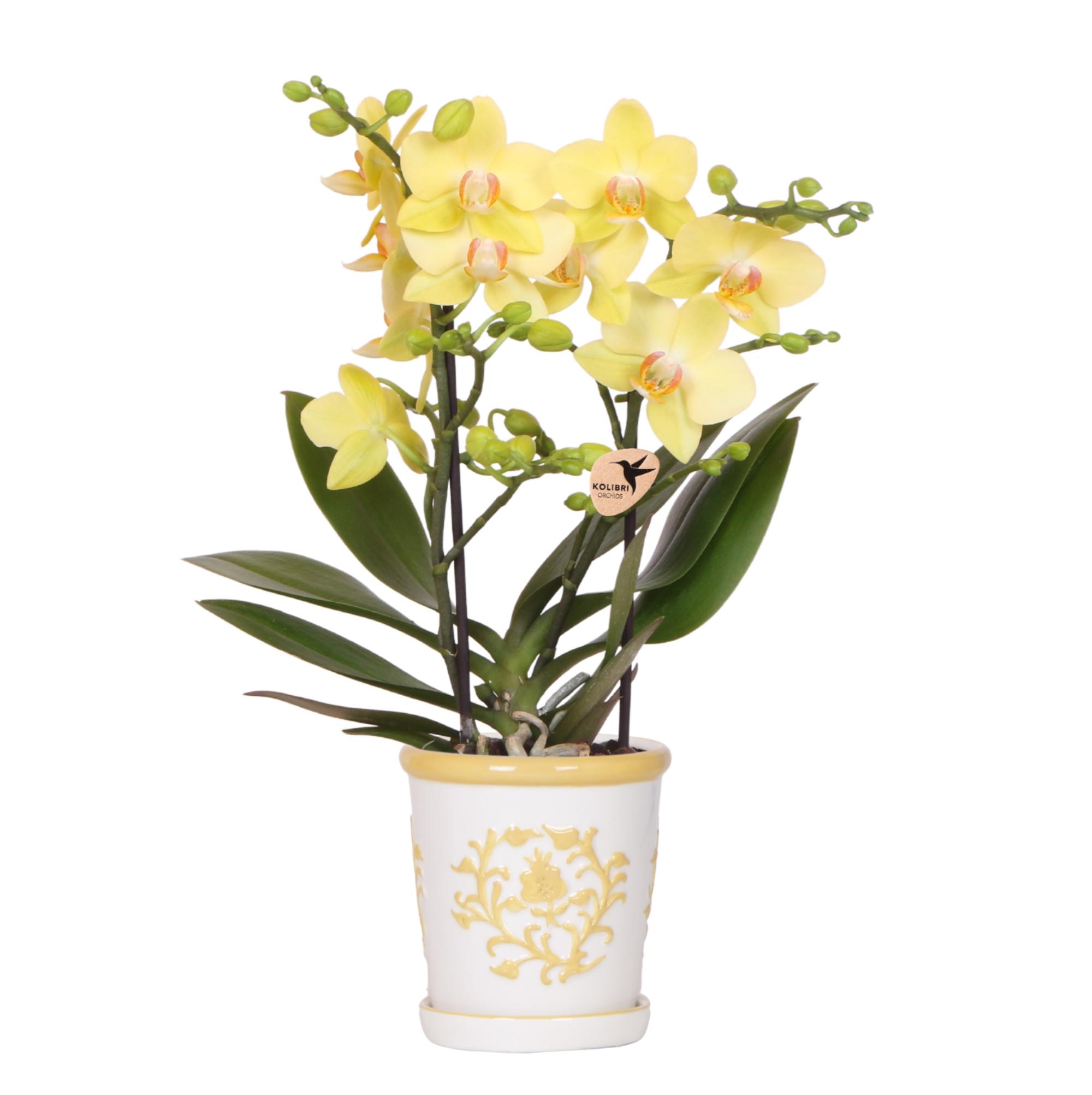 Kolibri Orchids | Gele orchidee Albenga + Malaga sierpot geel en pot Ø9cm. Plante verte type Kolibri Orchids | Gele orchidee Albenga + Malaga sierpot geel, livrée en pot, idéale pour intérieur lumineux.