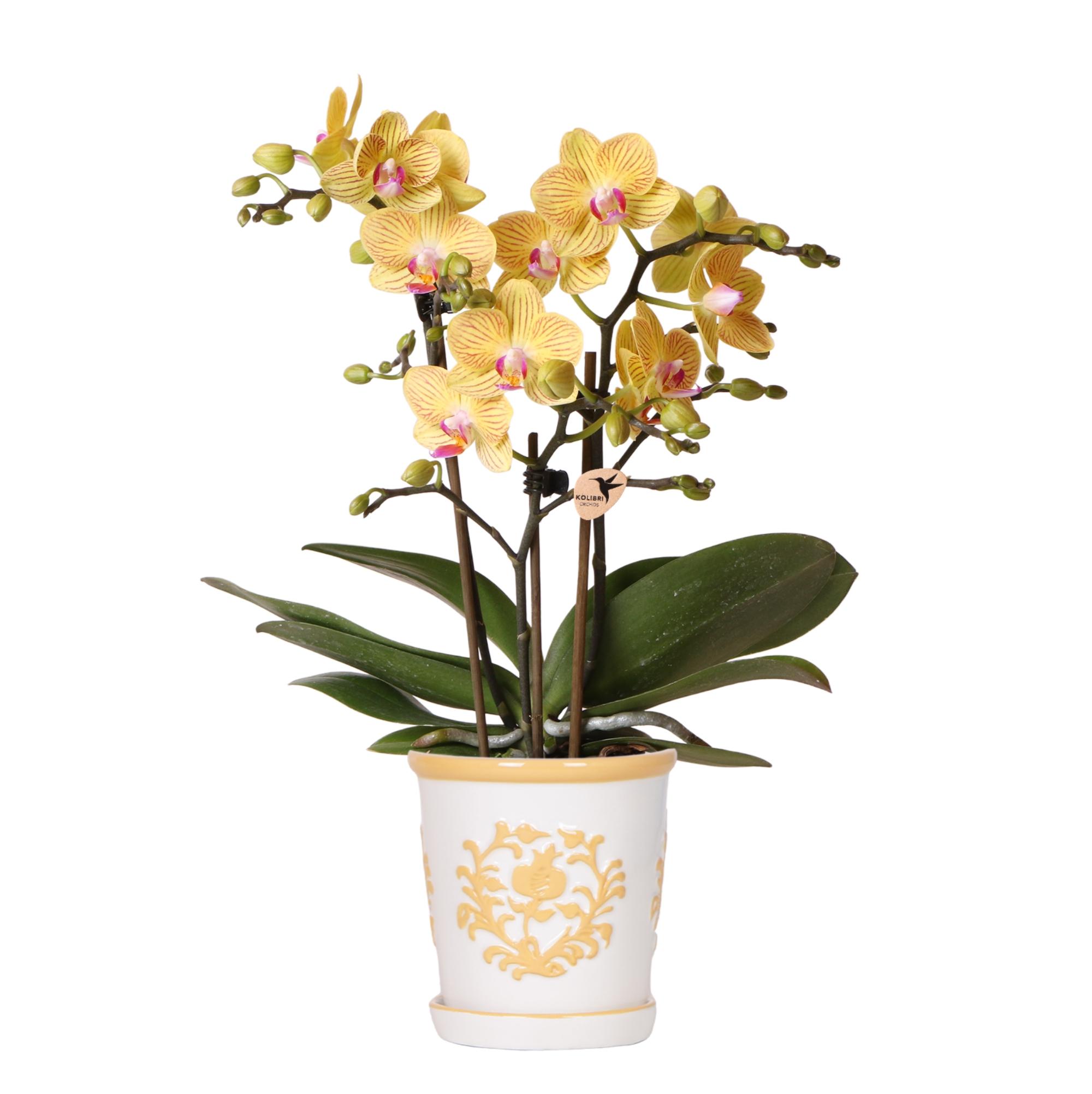 Kolibri Orchids | Gele orchidee Lima + Malaga sierpot licht oranje en pot Ø9cm. Plante verte type Kolibri Orchids | Gele orchidee Lima + Malaga sierpot licht oranje, livrée en pot, idéale pour intérieur lumineux.