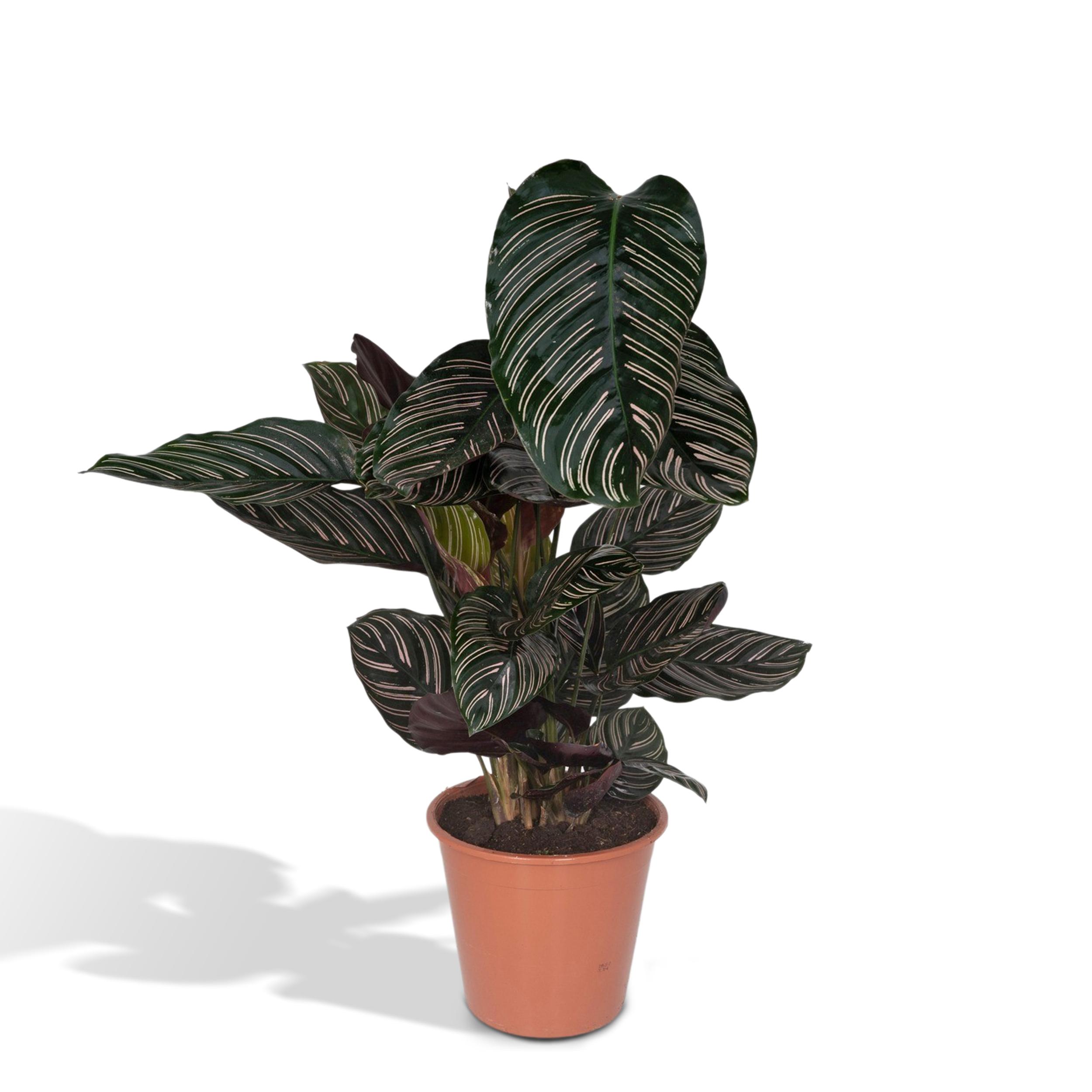 Calathea Ornata en pot Ø19cm  Hauteur 75cm. Plante verte type Calathea Ornata, livrée en pot, idéale pour intérieur lumineux.