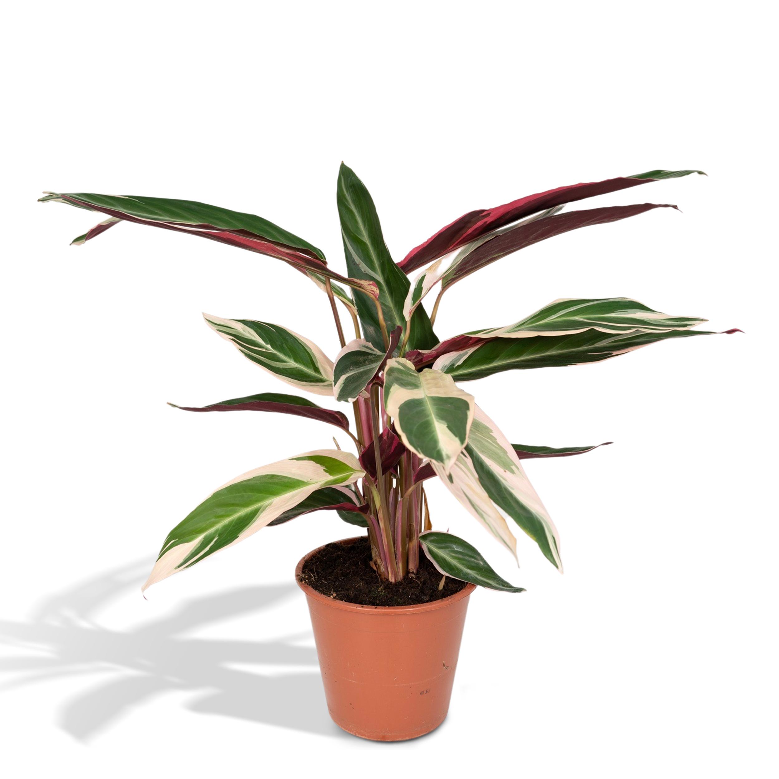 Calathea Triostar en pot Ø19cm  Hauteur 70cm. Plante verte type Calathea Triostar, livrée en pot, idéale pour intérieur lumineux.