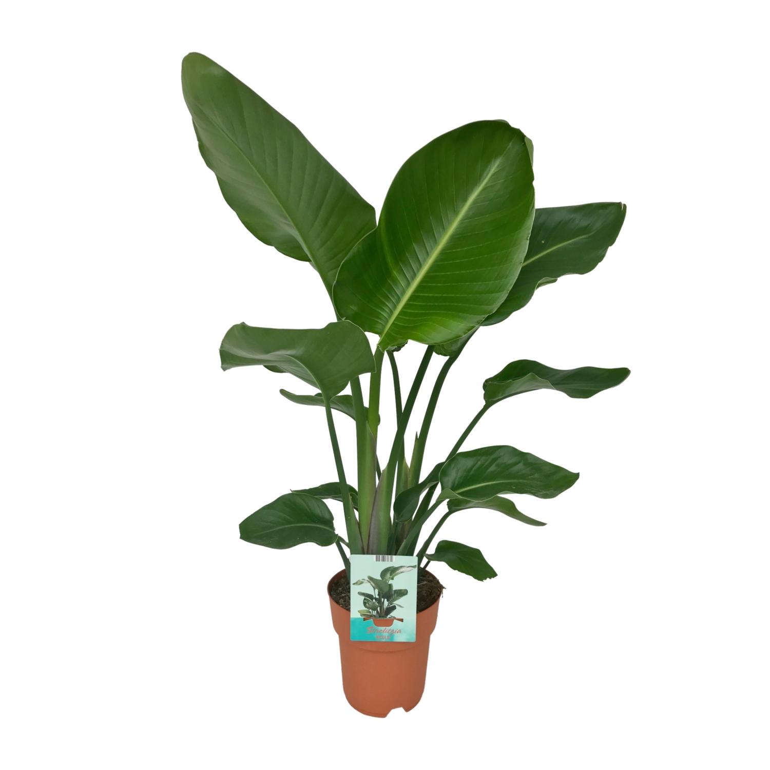 Strelitzia Nicolai en pot Ø19cm  Hauteur 90cm. Plante verte type Strelitzia Nicolai, livrée en pot, idéale pour intérieur lumineux.