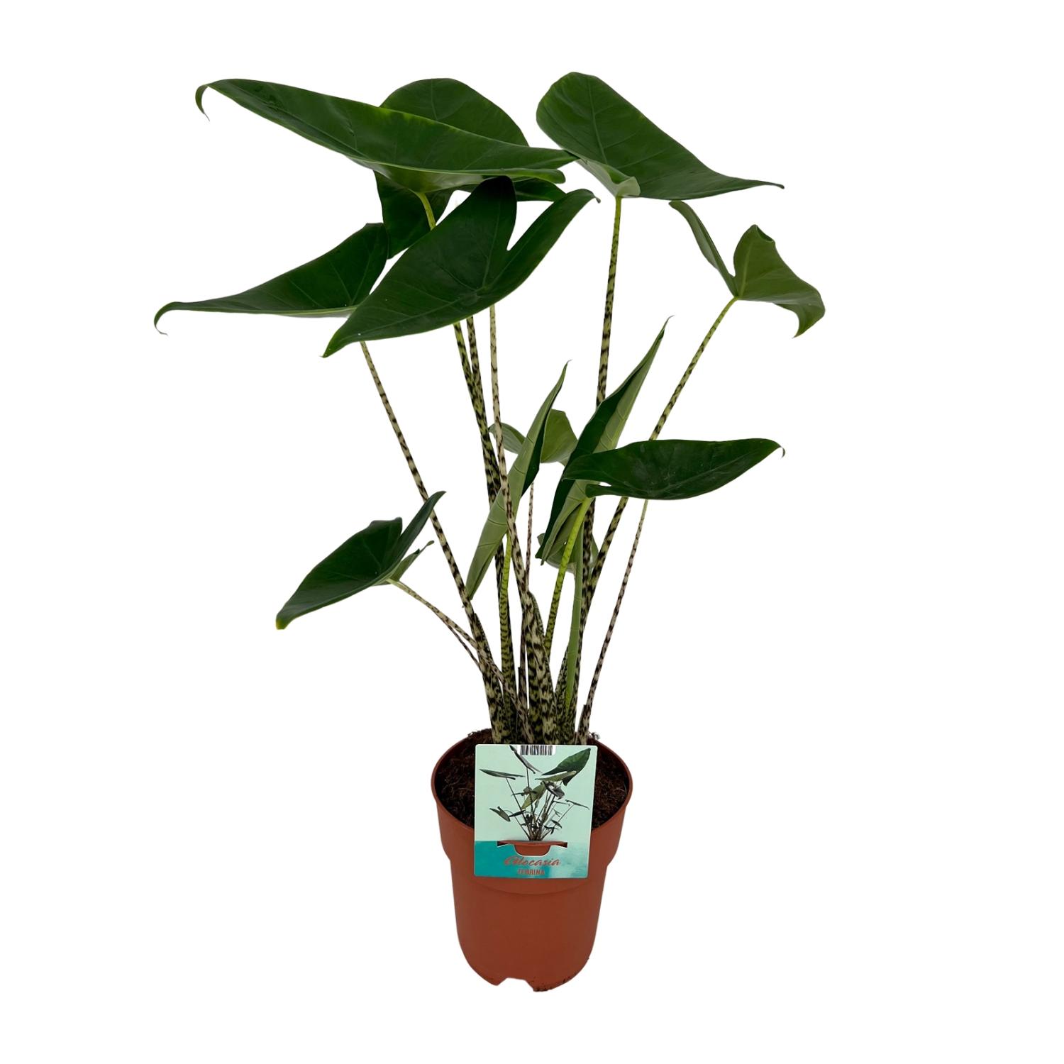 Alocasia Zebrina en pot Ø19cm  Hauteur 75cm. Plante verte type Alocasia Zebrina, livrée en pot, idéale pour intérieur lumineux.