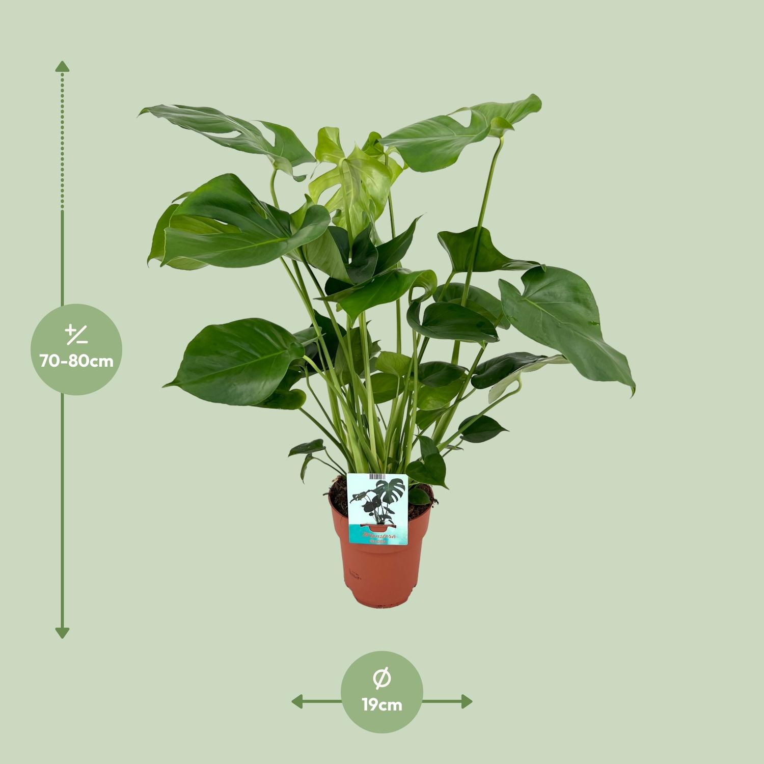 Monstera Deliciosa en pot Ø19cm  Hauteur 60cm. Plante verte type Monstera Deliciosa, livrée en pot, idéale pour intérieur lumineux. – Image 2