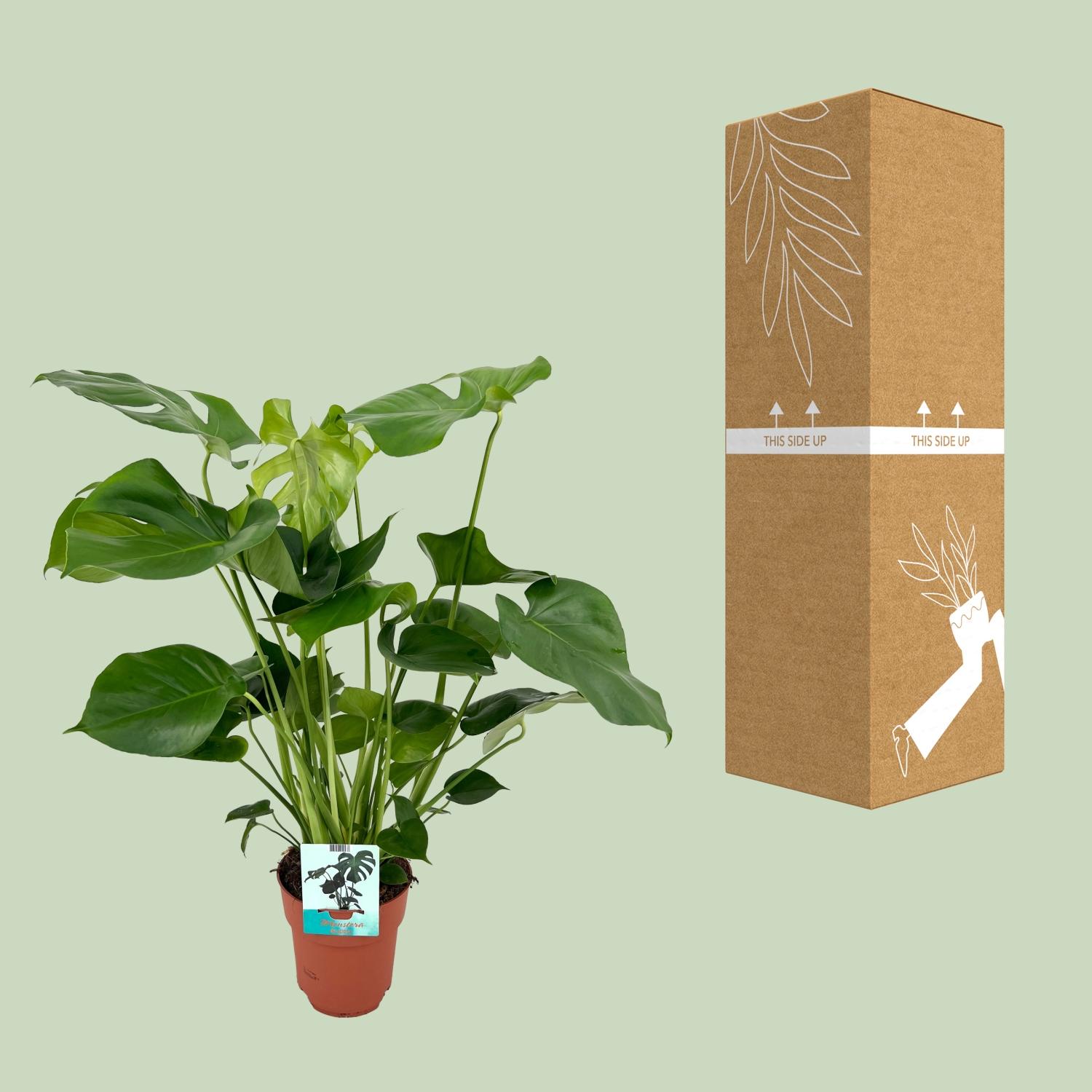 Monstera Deliciosa en pot Ø19cm  Hauteur 60cm. Plante verte type Monstera Deliciosa, livrée en pot, idéale pour intérieur lumineux. – Image 3