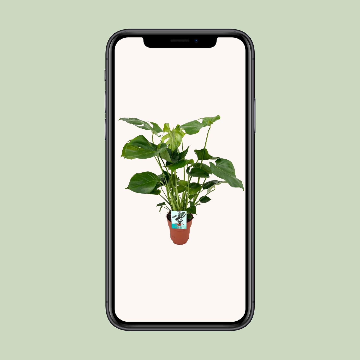 Monstera Deliciosa en pot Ø19cm  Hauteur 60cm. Plante verte type Monstera Deliciosa, livrée en pot, idéale pour intérieur lumineux. – Image 4