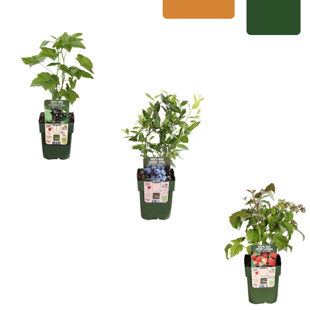 "Vruchten feestje" BIO Fruitplanten mix set van 3 verschillende soorten en pot. Plante verte type "Vruchten feestje" BIO Fruitplanten mix set van 3 verschillende soorten, livrée en pot, idéale pour intérieur lumineux.