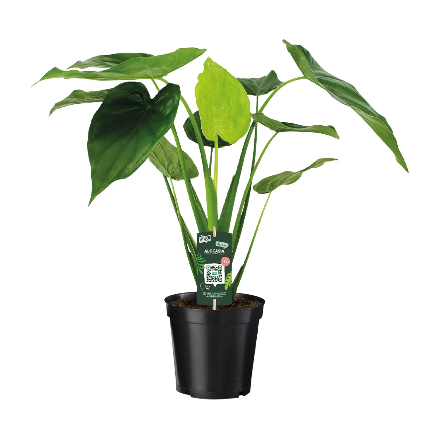 Alocasia Cucullata en pot Ø19cm  Hauteur 55cm. Plante verte type Alocasia Cucullata, livrée en pot, idéale pour intérieur lumineux.