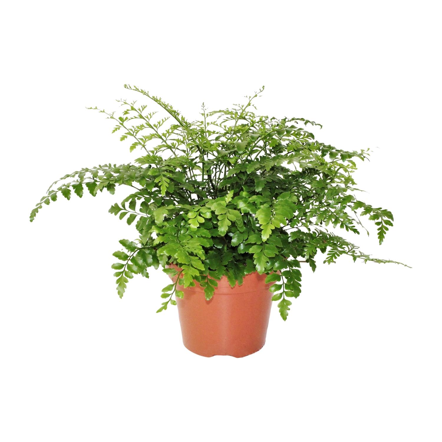 Asplenium Parvati en pot Ø17cm  Hauteur 30cm. Plante verte type Asplenium Parvati, livrée en pot, idéale pour intérieur lumineux.