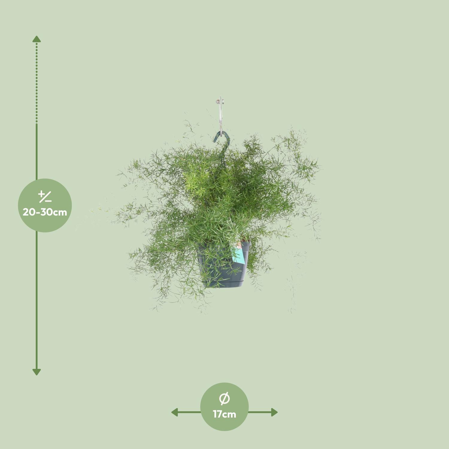 Asparagus Sprengeri Hang en pot Ø17cm  Hauteur 35cm. Plante verte type Asparagus Sprengeri Hang, livrée en pot, idéale pour intérieur lumineux. – Image 2