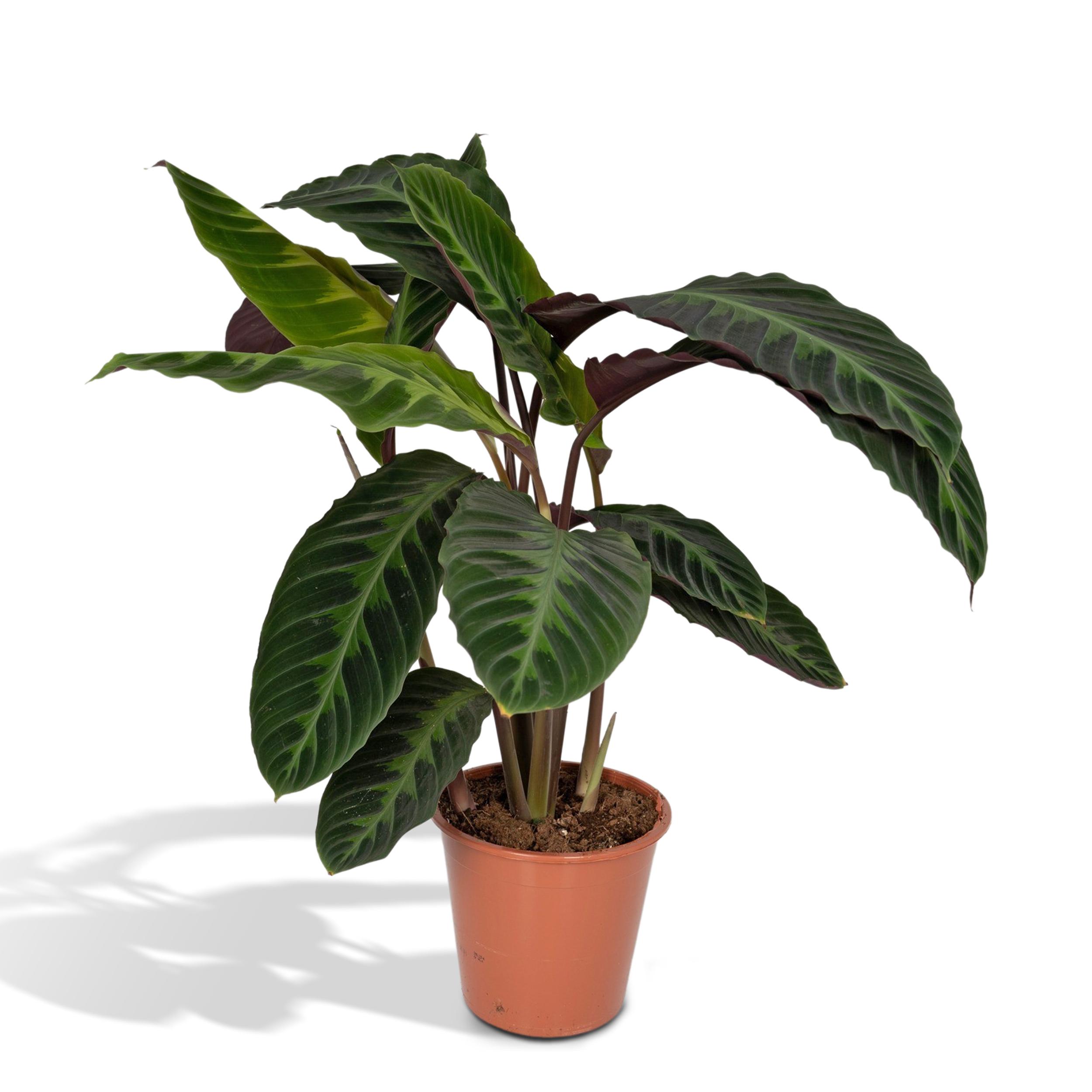Calathea Warscewiczii en pot Ø19cm  Hauteur 70cm. Plante verte type Calathea Warscewiczii, livrée en pot, idéale pour intérieur lumineux.