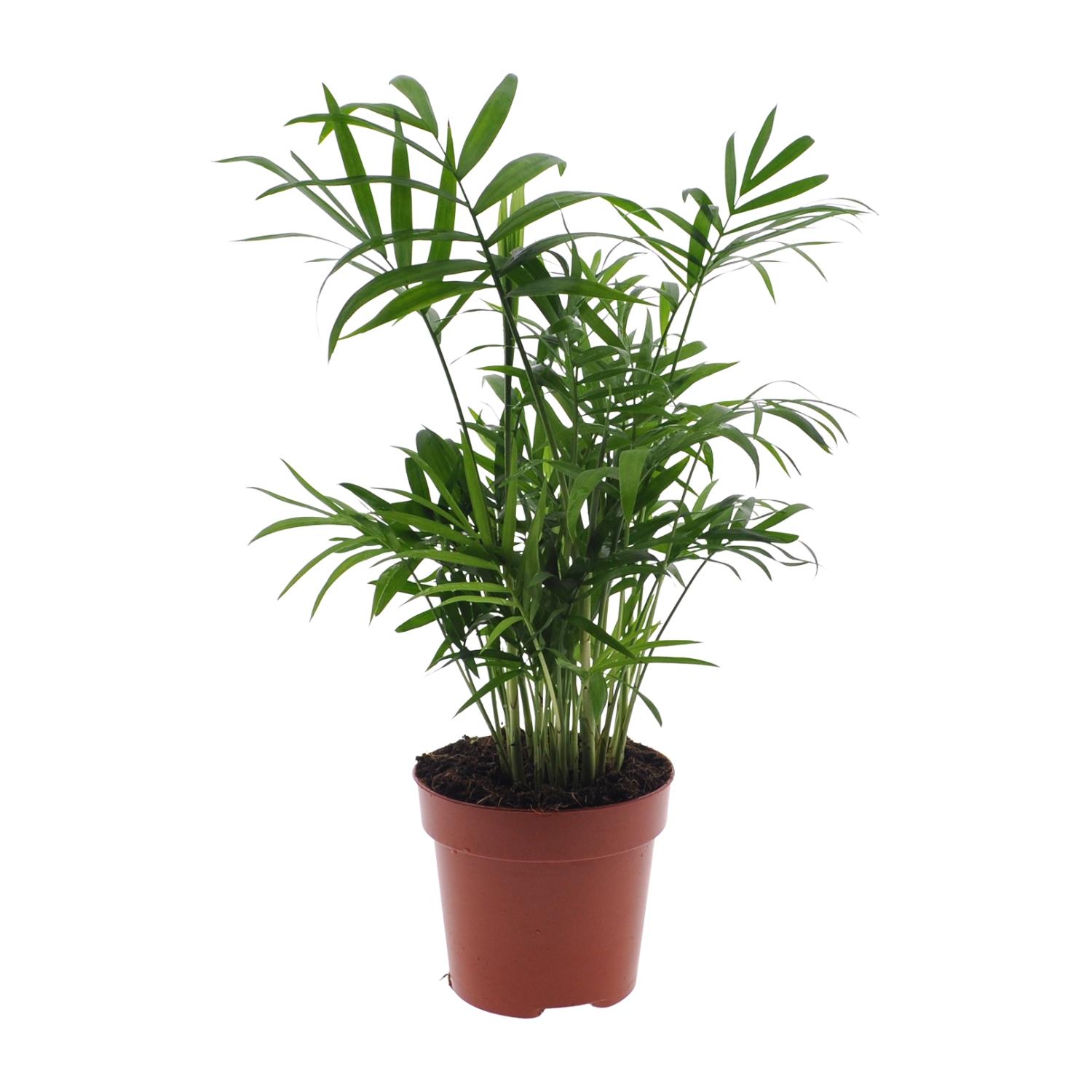 Chamaedorea Elegans en pot Ø12cm  Hauteur 40cm. Plante verte type Chamaedorea Elegans, livrée en pot, idéale pour intérieur lumineux.