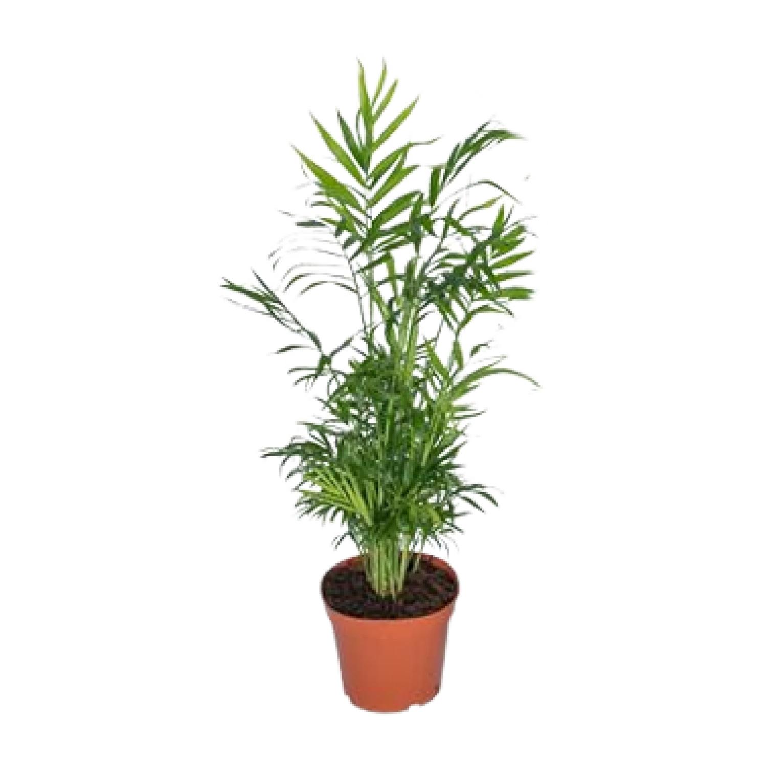 Chamaedorea Elegans en pot Ø17cm  Hauteur 55cm. Plante verte type Chamaedorea Elegans, livrée en pot, idéale pour intérieur lumineux.