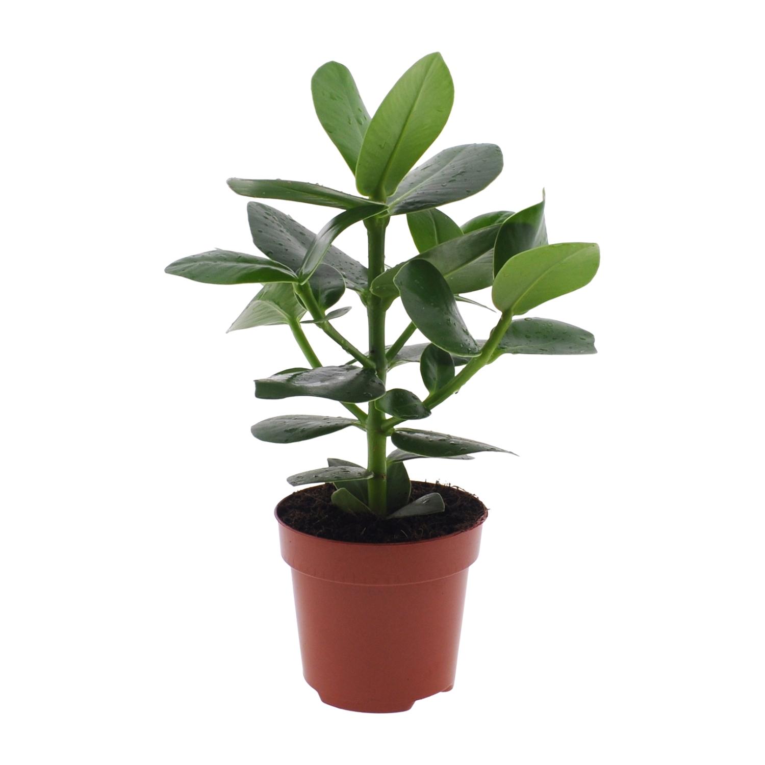 Clusia Rosea Princess en pot Ø12cm  Hauteur 15cm. Plante verte type Clusia Rosea Princess, livrée en pot, idéale pour intérieur lumineux.