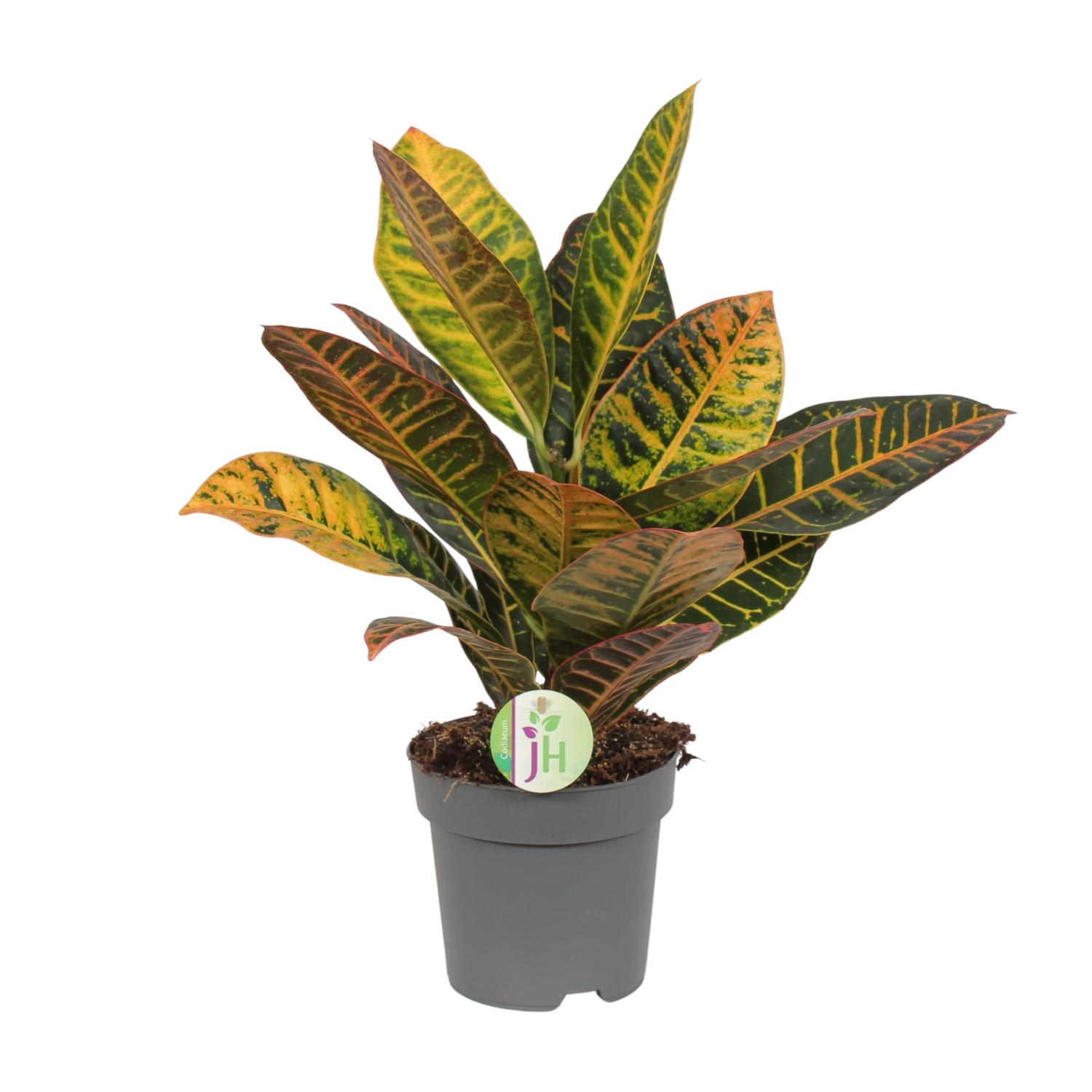 Codiaeum Petra en pot Ø17cm  Hauteur 45cm. Plante verte type Codiaeum Petra, livrée en pot, idéale pour intérieur lumineux.