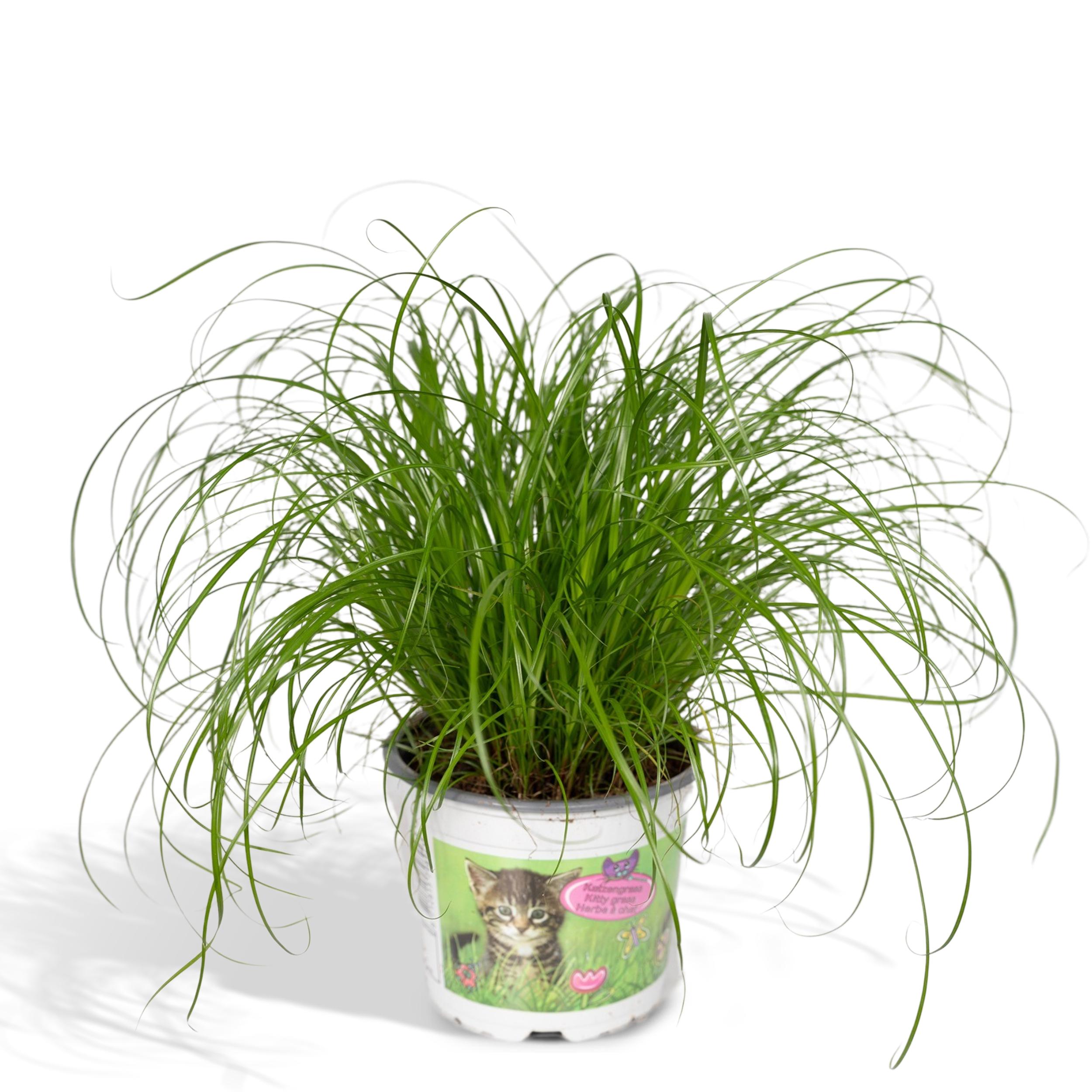 Cyperus Alternifolius en pot Ø12cm  Hauteur 20cm. Plante verte type Cyperus Alternifolius, livrée en pot, idéale pour intérieur lumineux.