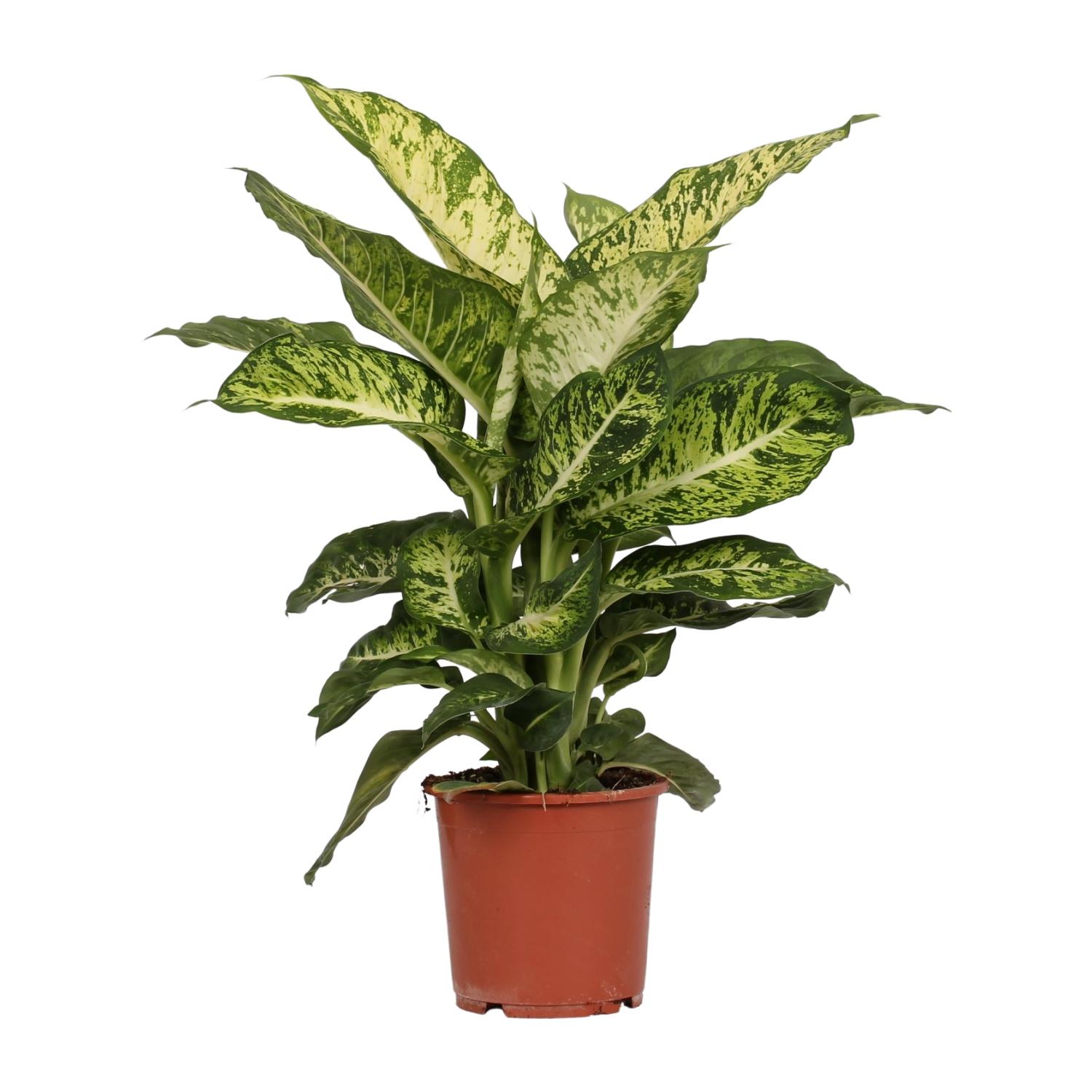 Dieffenbachia Mars en pot Ø17cm  Hauteur 50cm. Plante verte type Dieffenbachia Mars, livrée en pot, idéale pour intérieur lumineux.