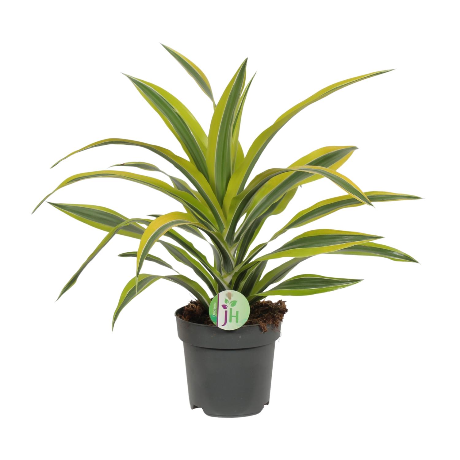 Dracaena Fragrans Lemon Lime en pot Ø17cm  Hauteur 40cm. Plante verte type Dracaena Fragrans Lemon Lime, livrée en pot, idéale pour intérieur lumineux.