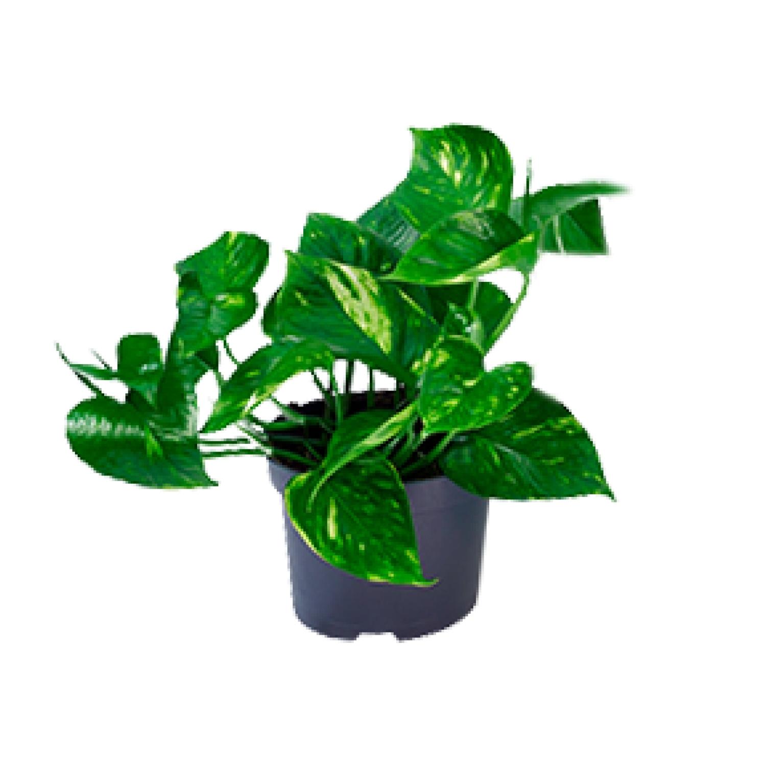Epipremnum Aureum en pot Ø12cm  Hauteur 20cm. Plante verte type Epipremnum Aureum, livrée en pot, idéale pour intérieur lumineux.