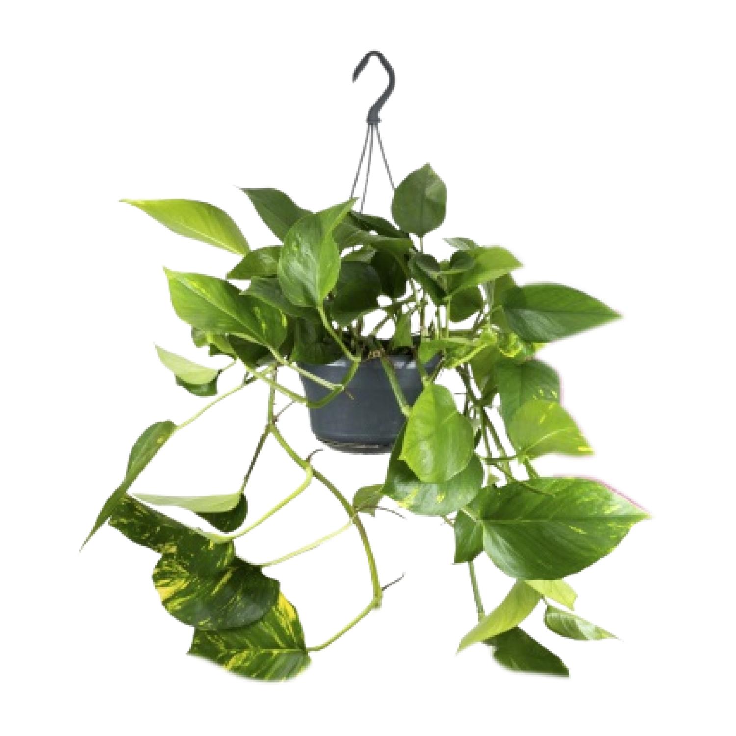 Epipremnum Aureum en pot Ø15cm  Hauteur 25cm. Plante verte type Epipremnum Aureum, livrée en pot, idéale pour intérieur lumineux.