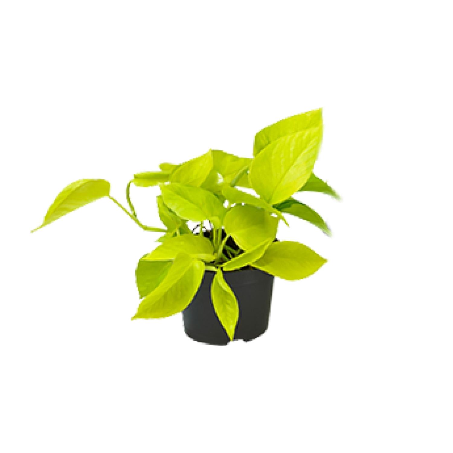 Epipremnum Golden Pothos en pot Ø12cm  Hauteur 15cm. Plante verte type Epipremnum Golden Pothos, livrée en pot, idéale pour intérieur lumineux.