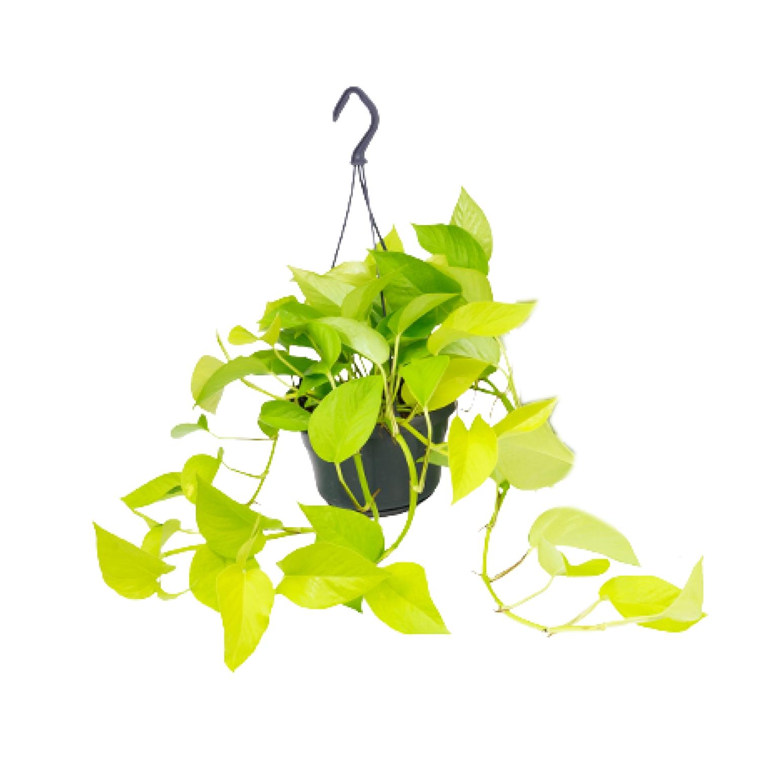 Epipremnum Golden Pothos en pot Ø15cm  Hauteur 25cm. Plante verte type Epipremnum Golden Pothos, livrée en pot, idéale pour intérieur lumineux.