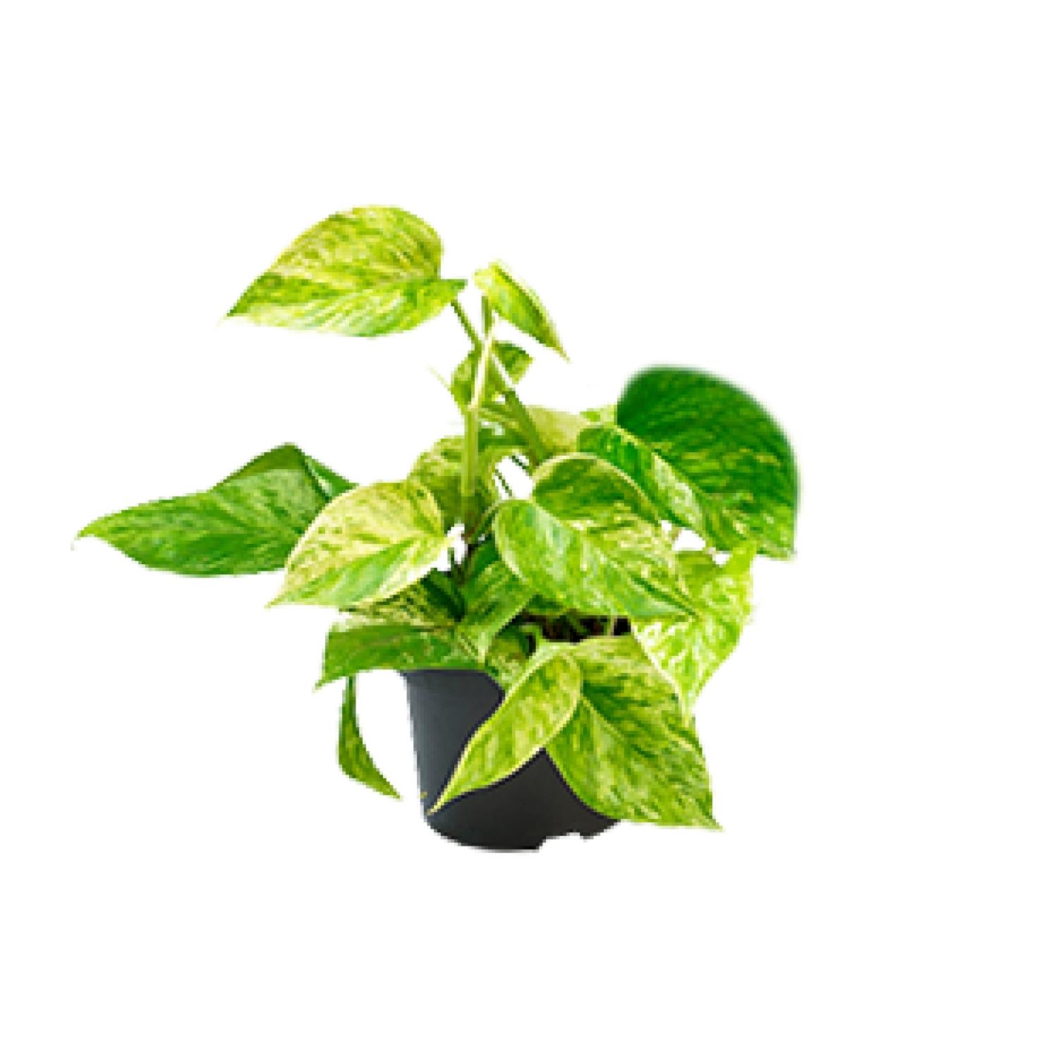 Epipremnum Marble Queen en pot Ø15cm  Hauteur 25cm. Plante verte type Epipremnum Marble Queen, livrée en pot, idéale pour intérieur lumineux.